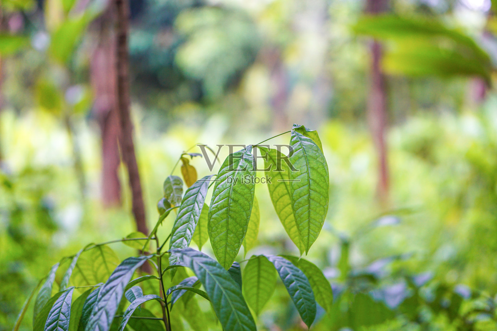 红木叶子特写视图照片摄影图片