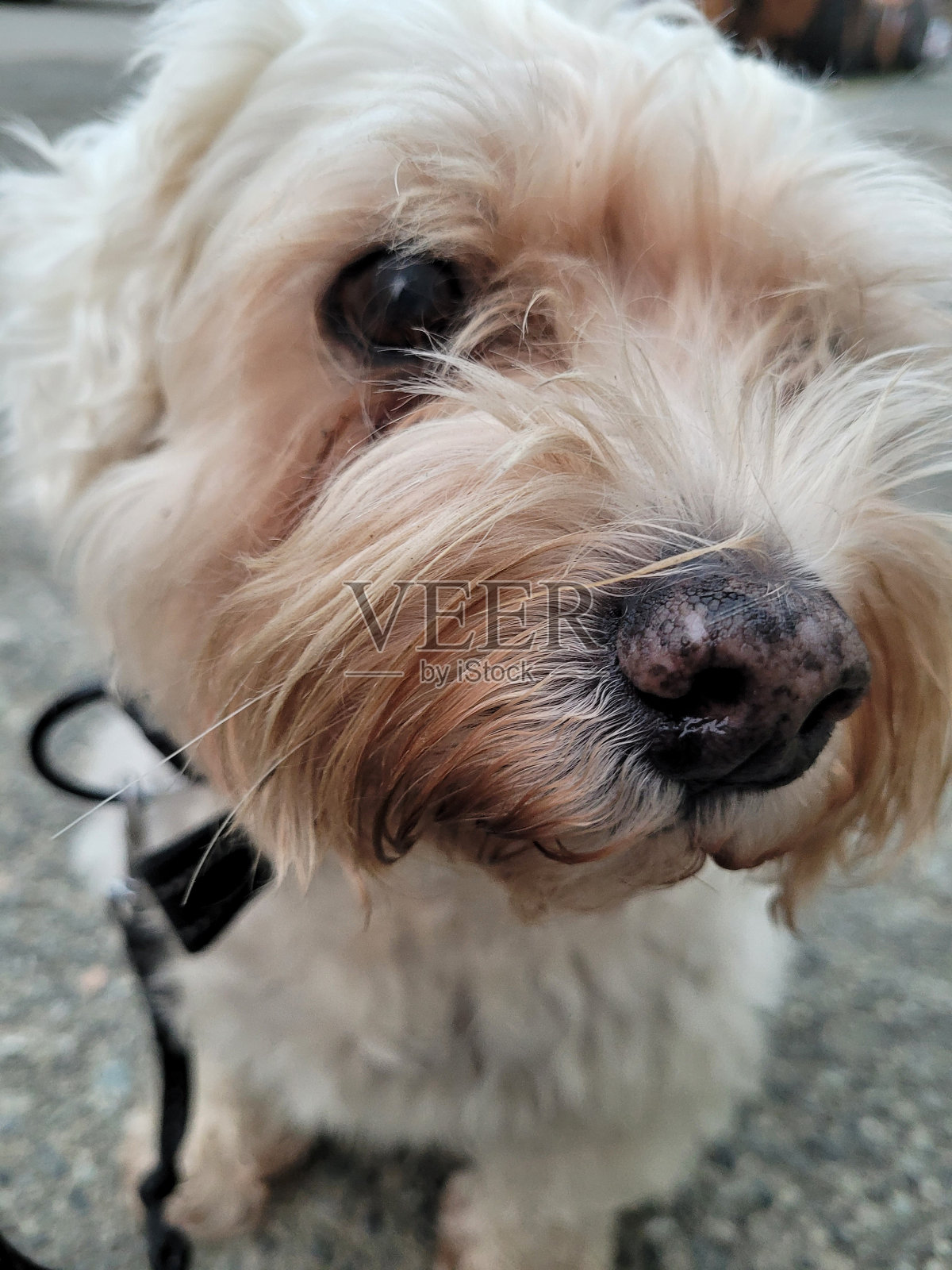 东温哥华的一只白狗在拍照照片摄影图片