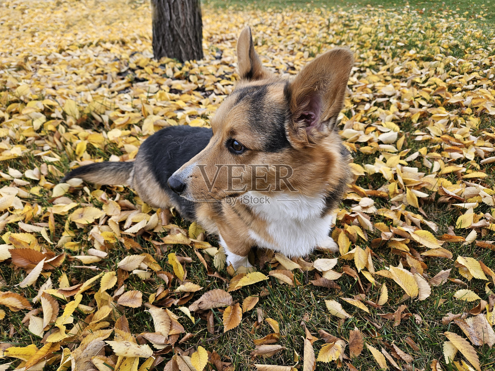 三色柯基犬在户外，被秋天的黄色树叶包围，倾听着镜头外的东西。照片摄影图片