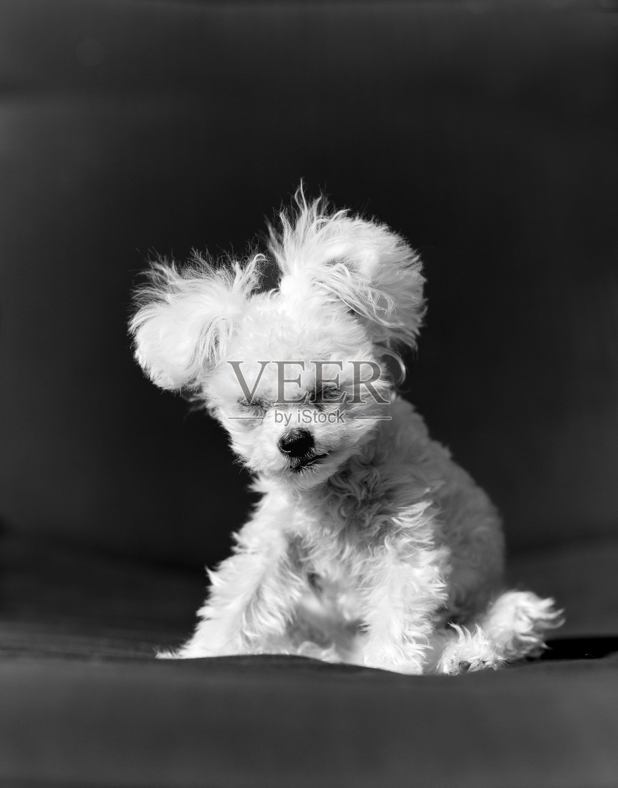 为完美而唱照片摄影图片