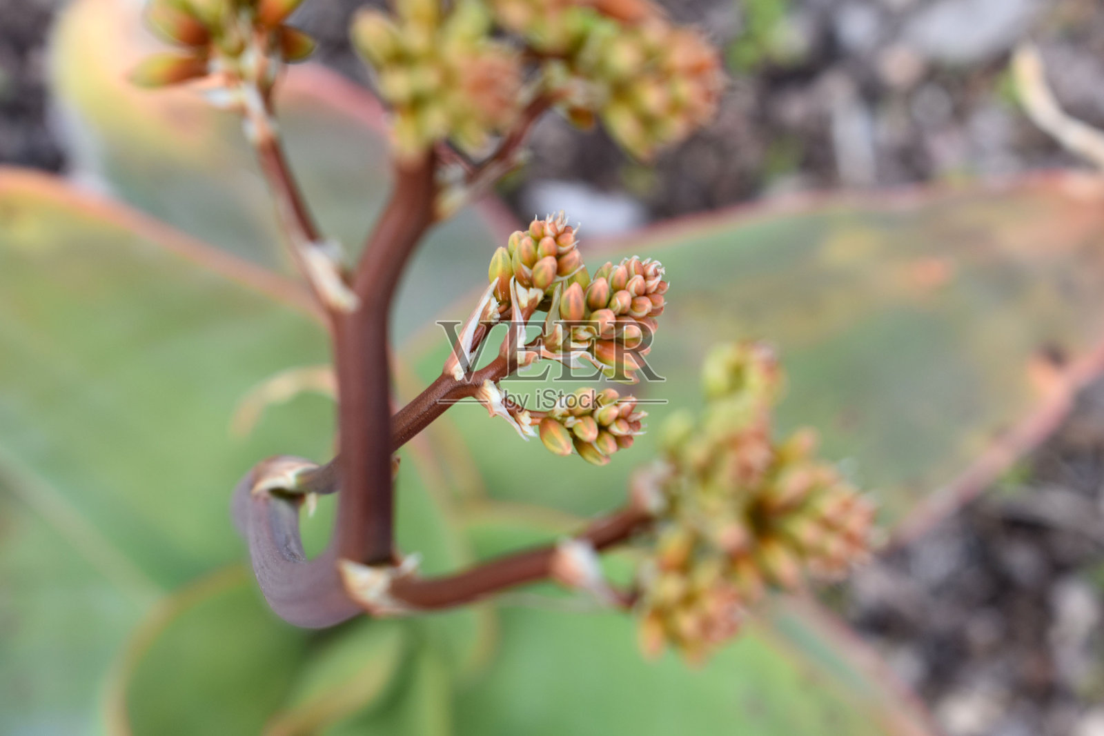 多肉花的特写照片照片摄影图片