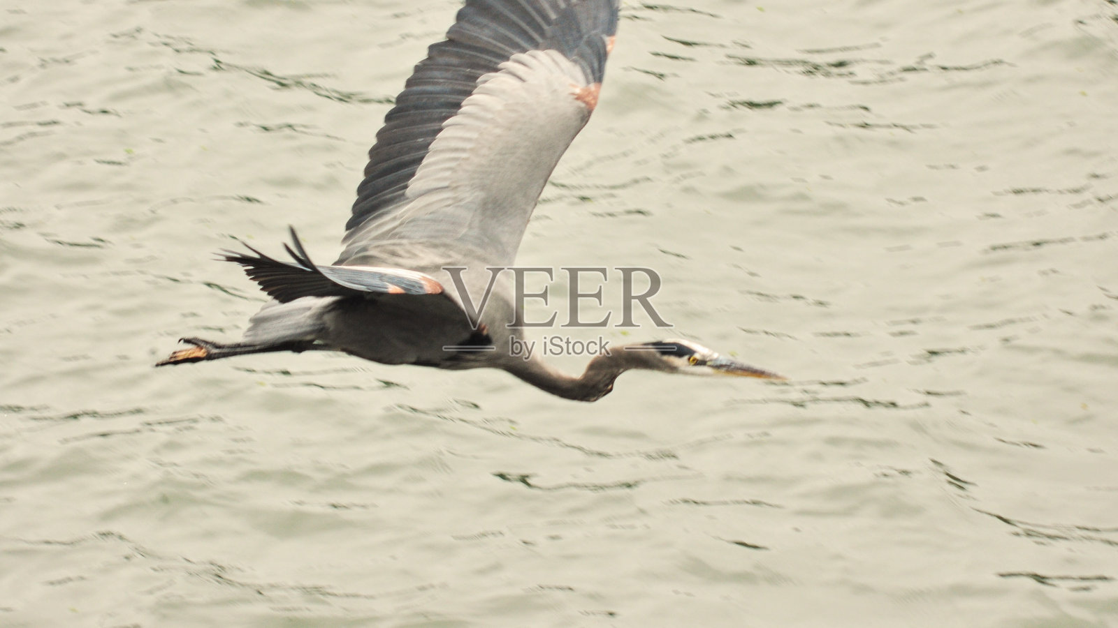 低飞的蓝鹭照片摄影图片