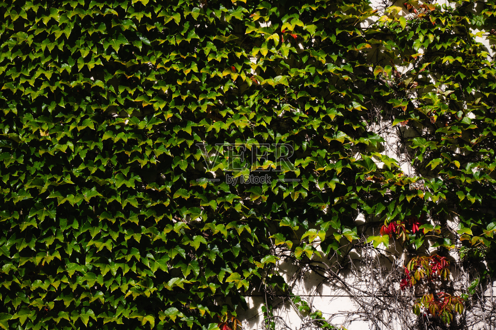 带有观赏植物的混凝土墙照片摄影图片