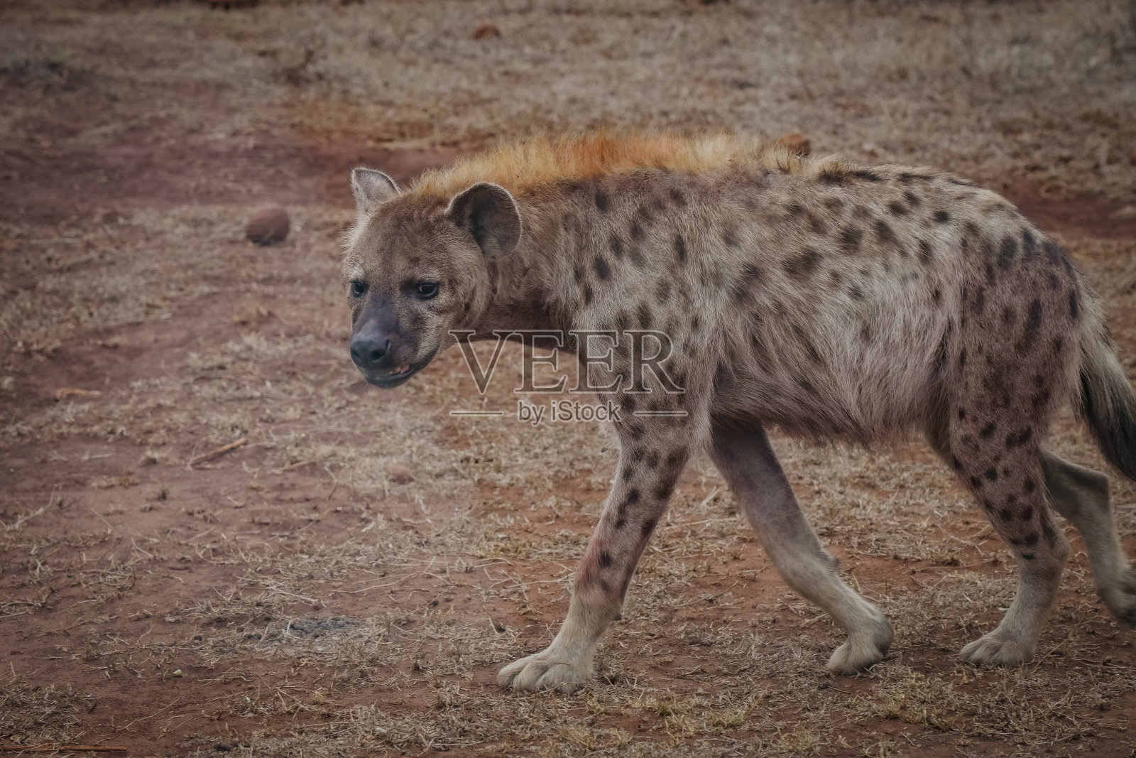 野外斑点鬣狗照片摄影图片