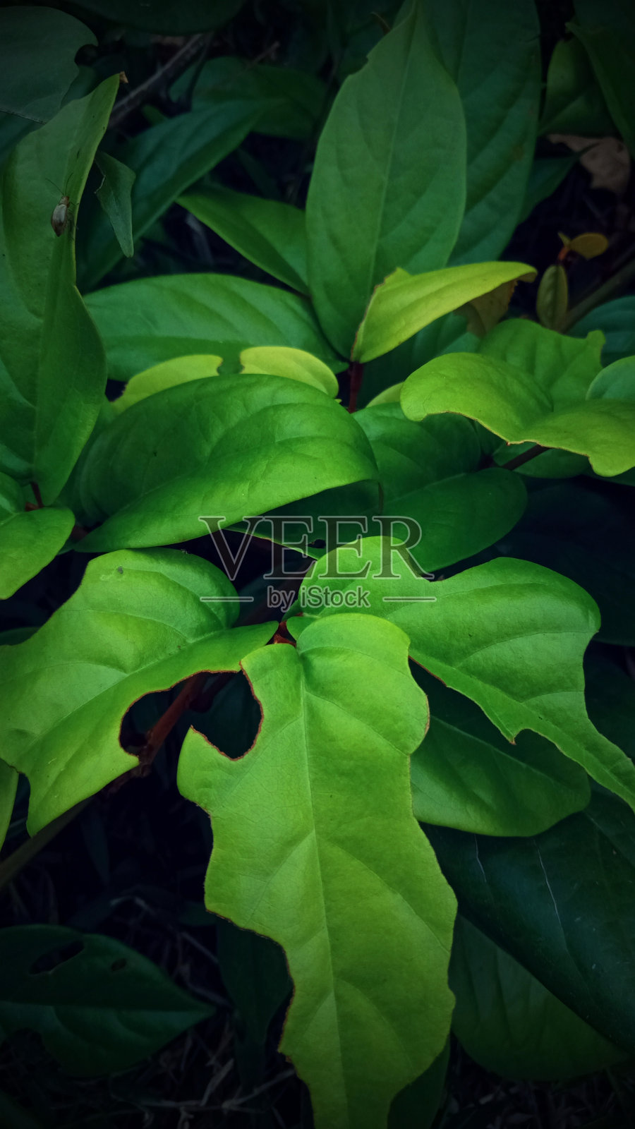 绿色的叶子照片摄影图片