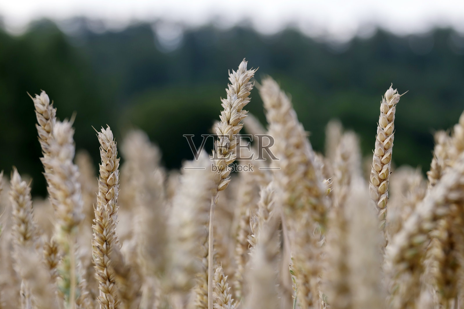 金色的麦穗，特写。照片摄影图片