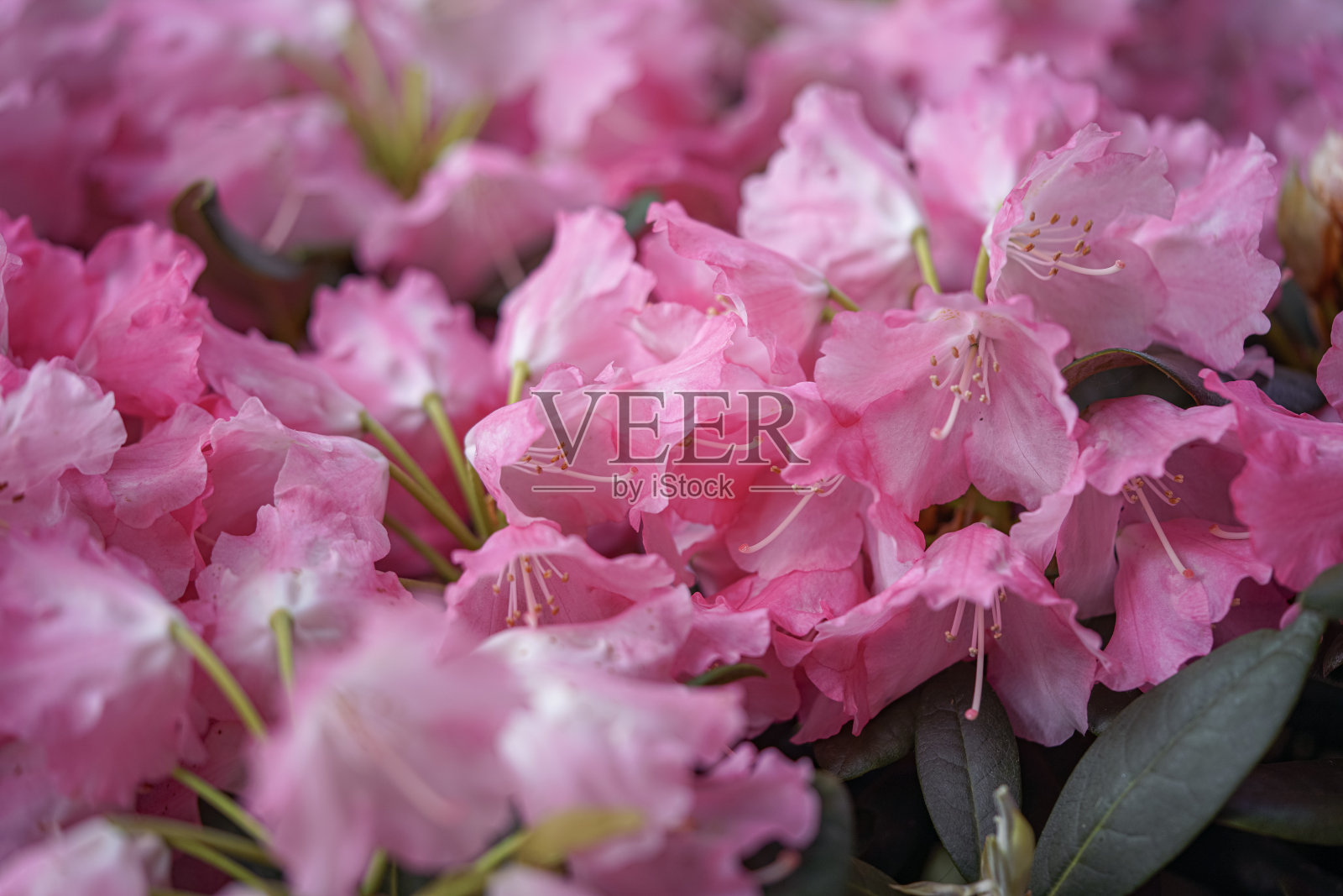 粉红色的杜鹃花照片摄影图片