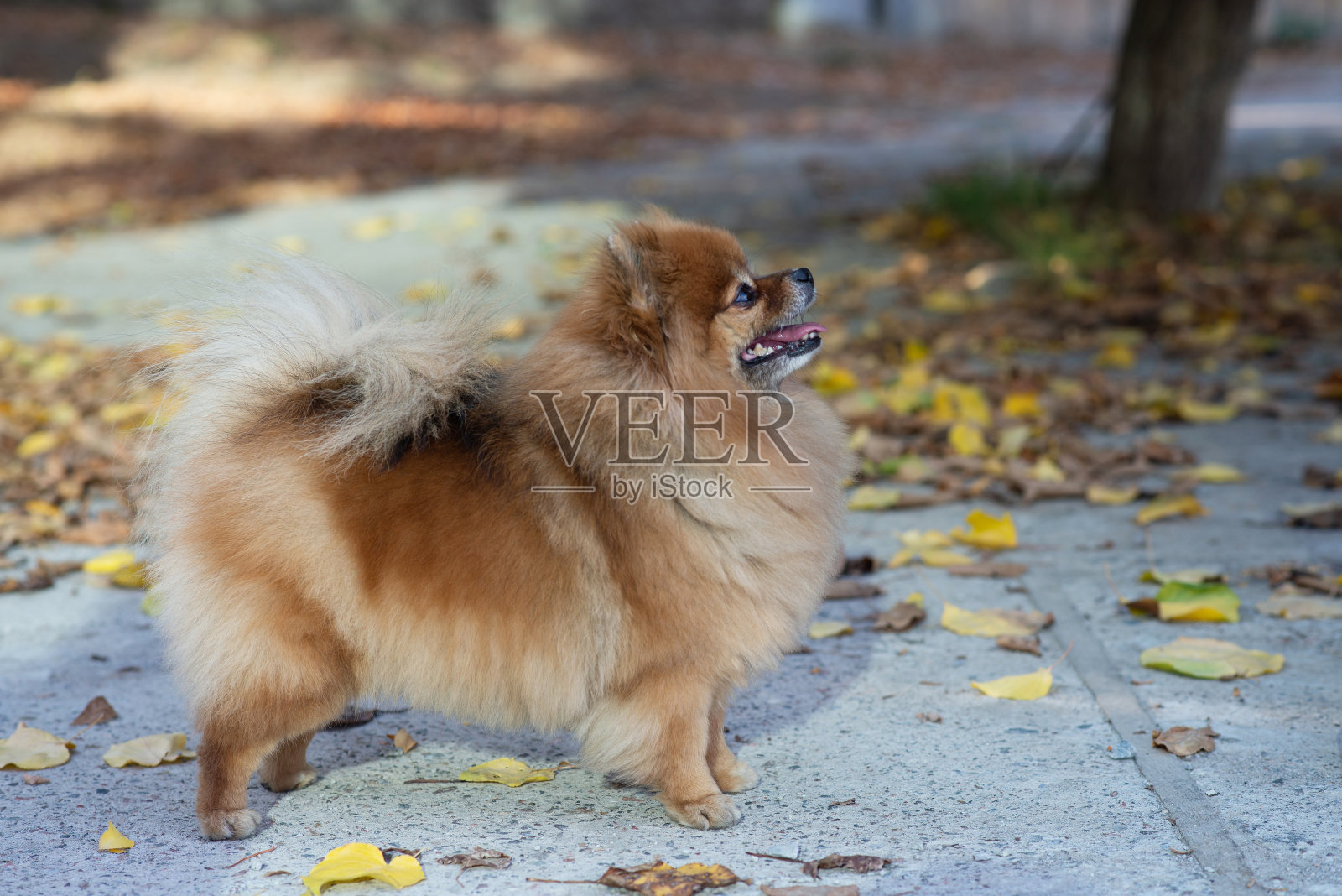 斯皮兹狗在秋天的公园里散步，秋天。友好的宠物照片摄影图片