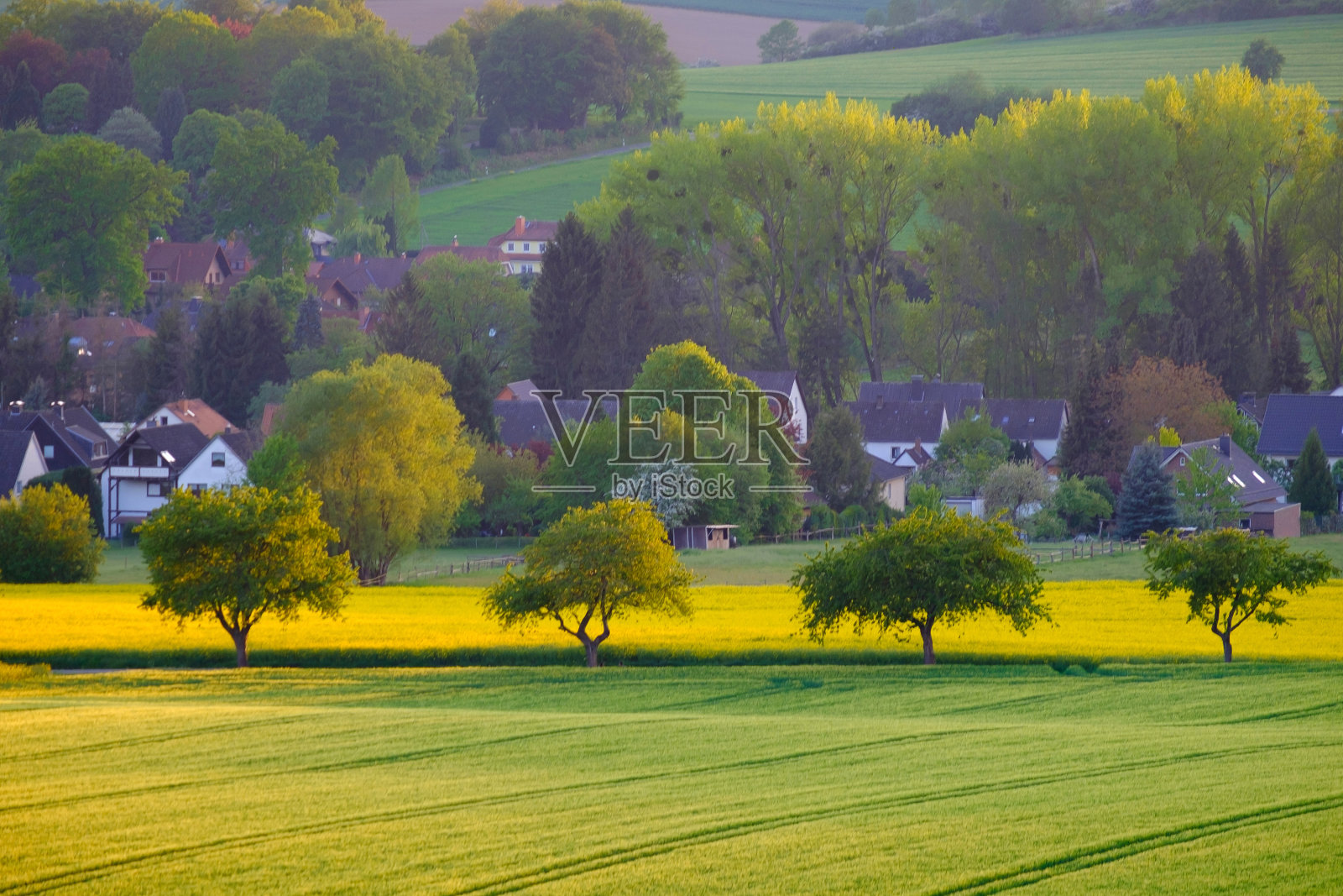 德国巴德皮尔蒙特油菜籽农业黄田概况。照片摄影图片