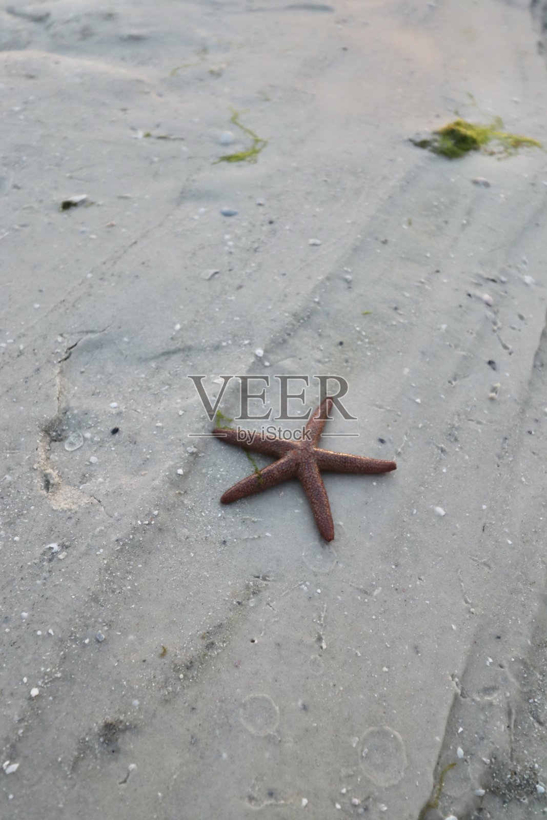 在海滩上发现的海星照片摄影图片