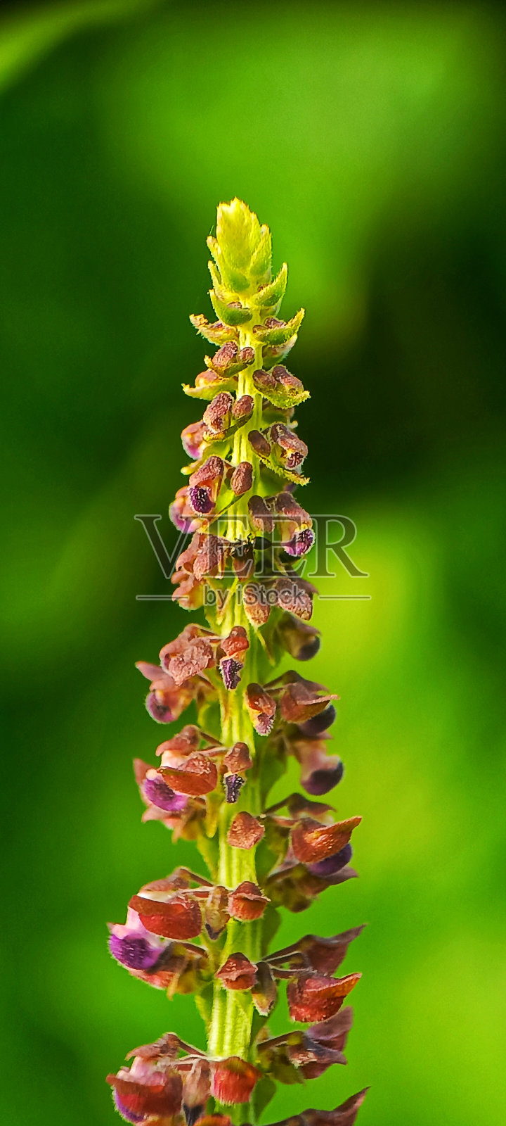 鼠尾草属照片摄影图片