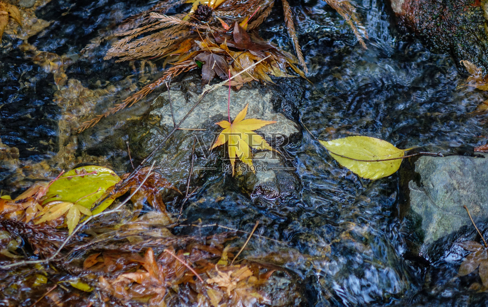 日本花园里的秋叶照片摄影图片