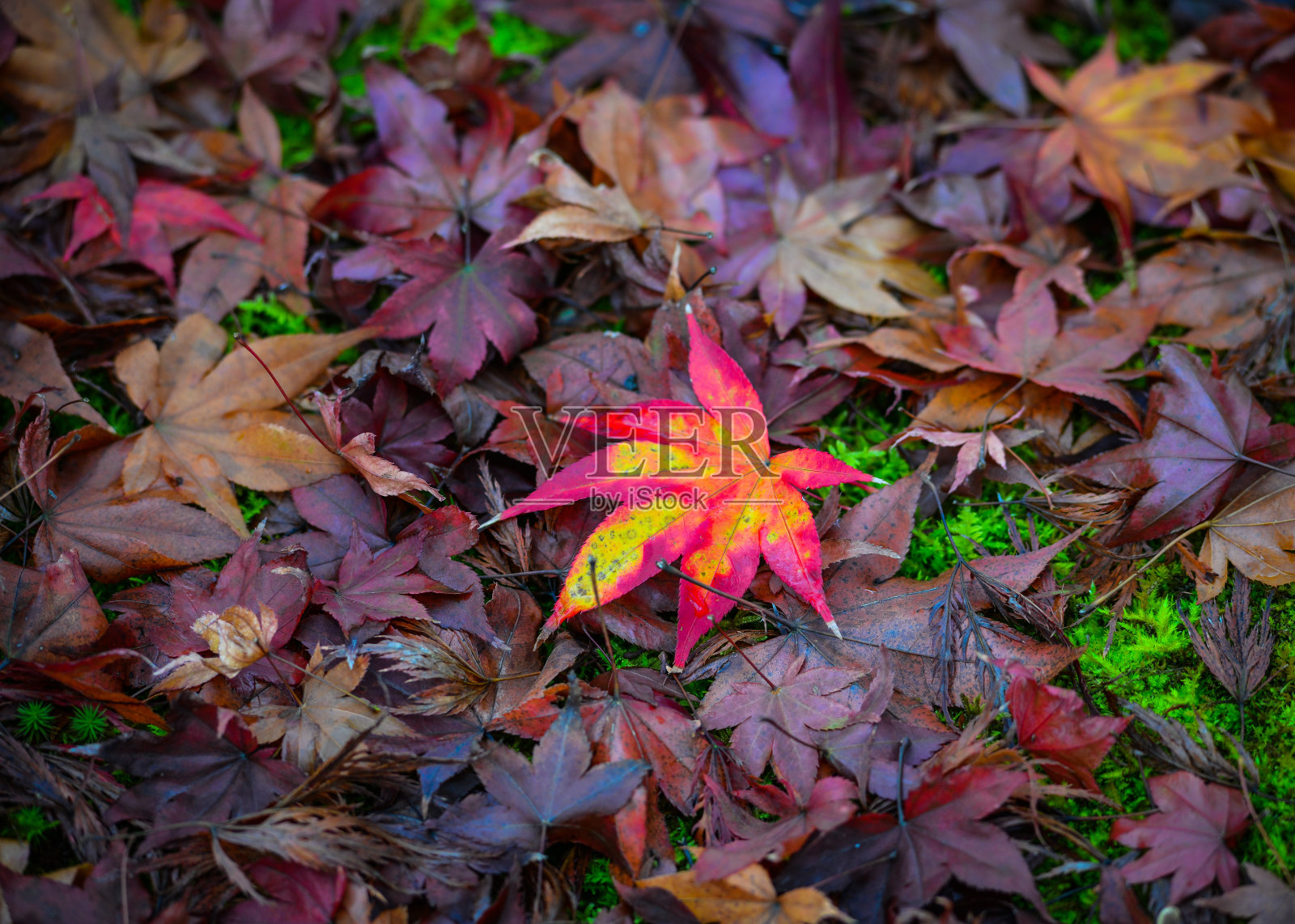 日本京都的秋景照片摄影图片