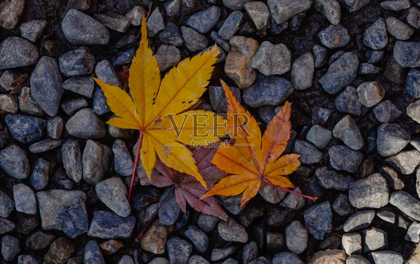 日本花园里的秋叶照片摄影图片