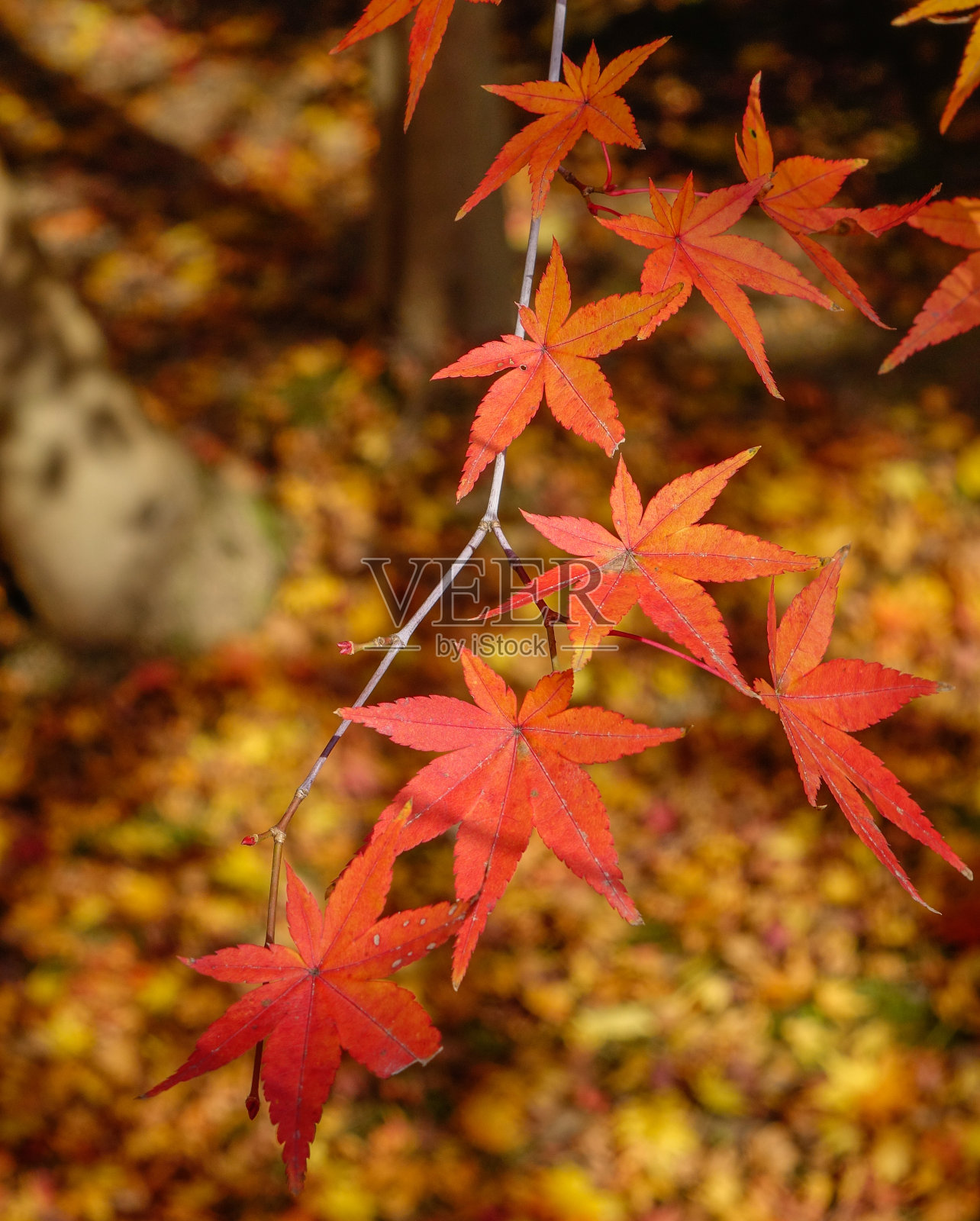 日本花园里的秋叶照片摄影图片