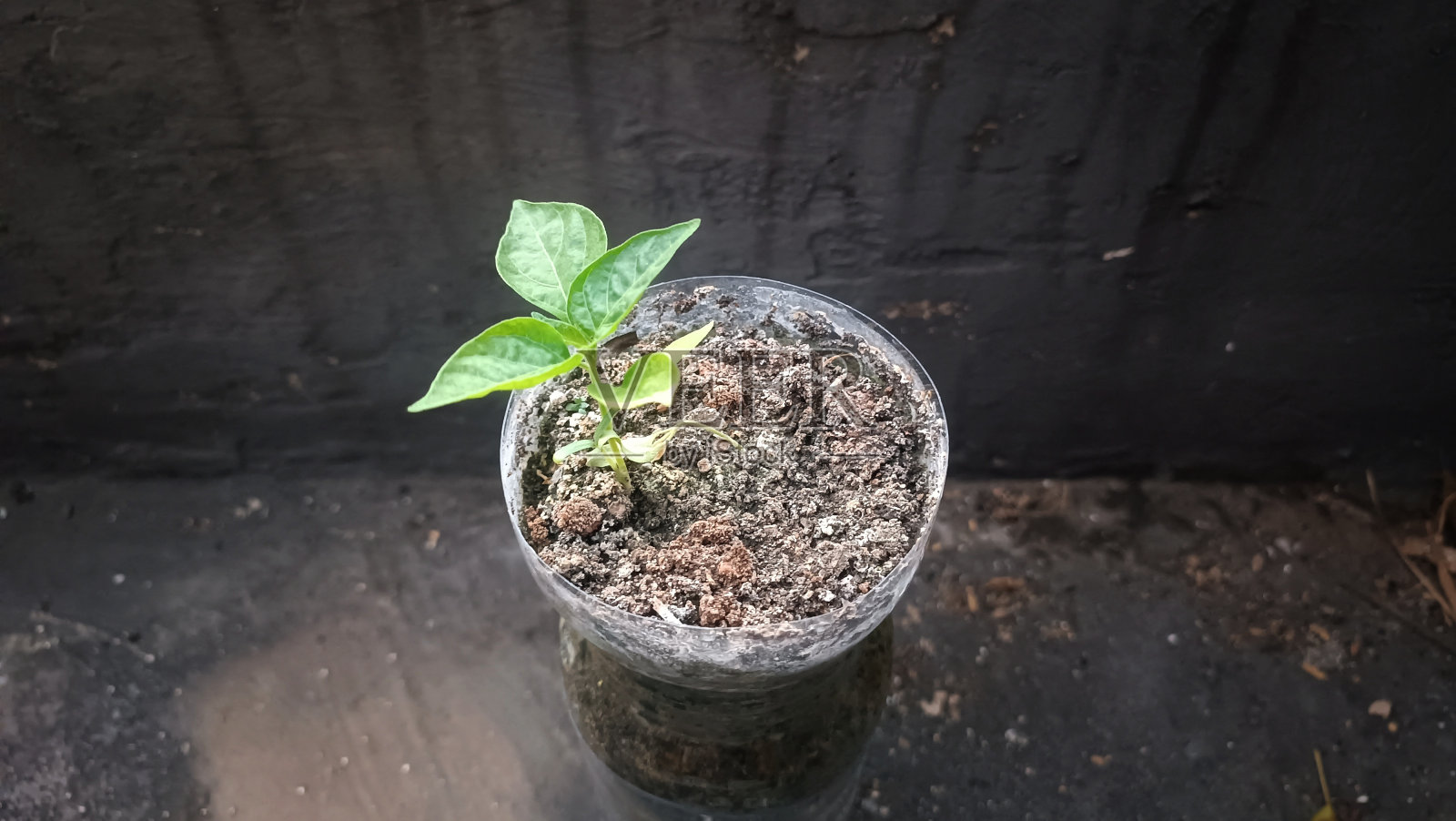 盆栽小植物照片摄影图片