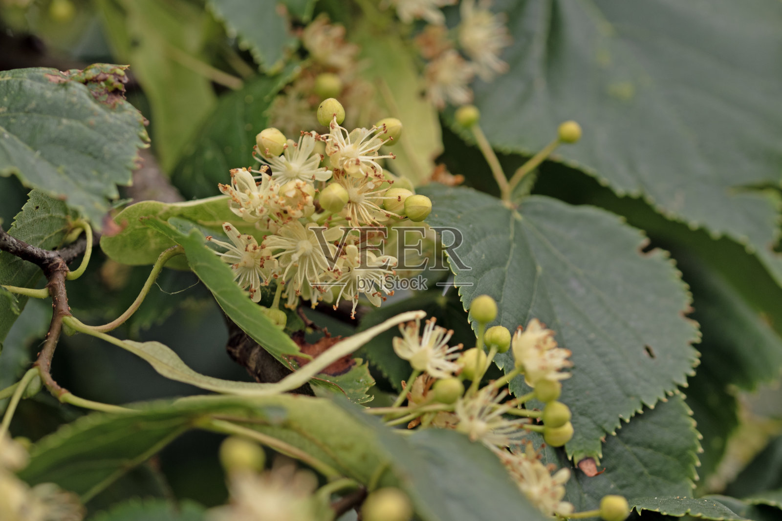 小叶石灰，桔梗照片摄影图片