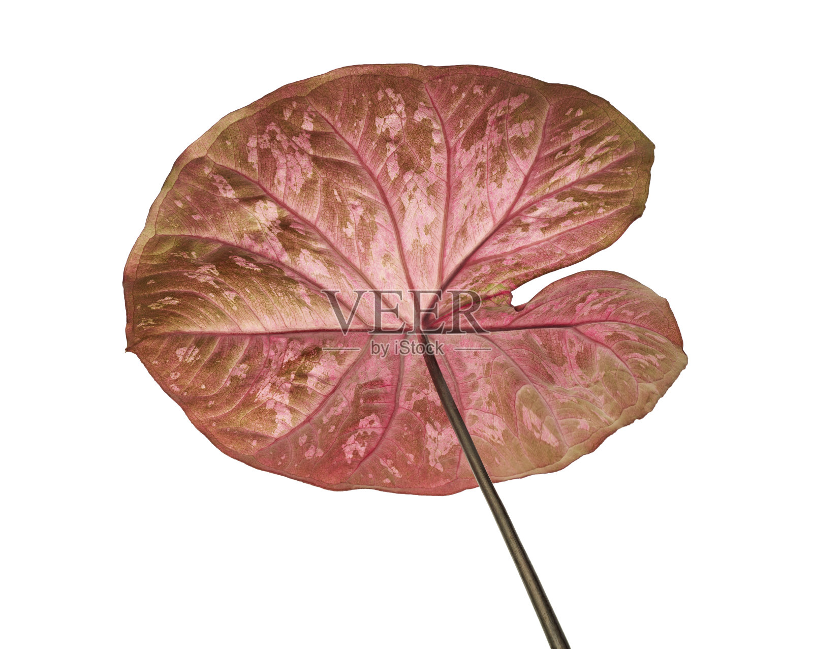 钙双色叶或女王叶植物，双色叶孤立在白色的背景，与剪辑路径照片摄影图片