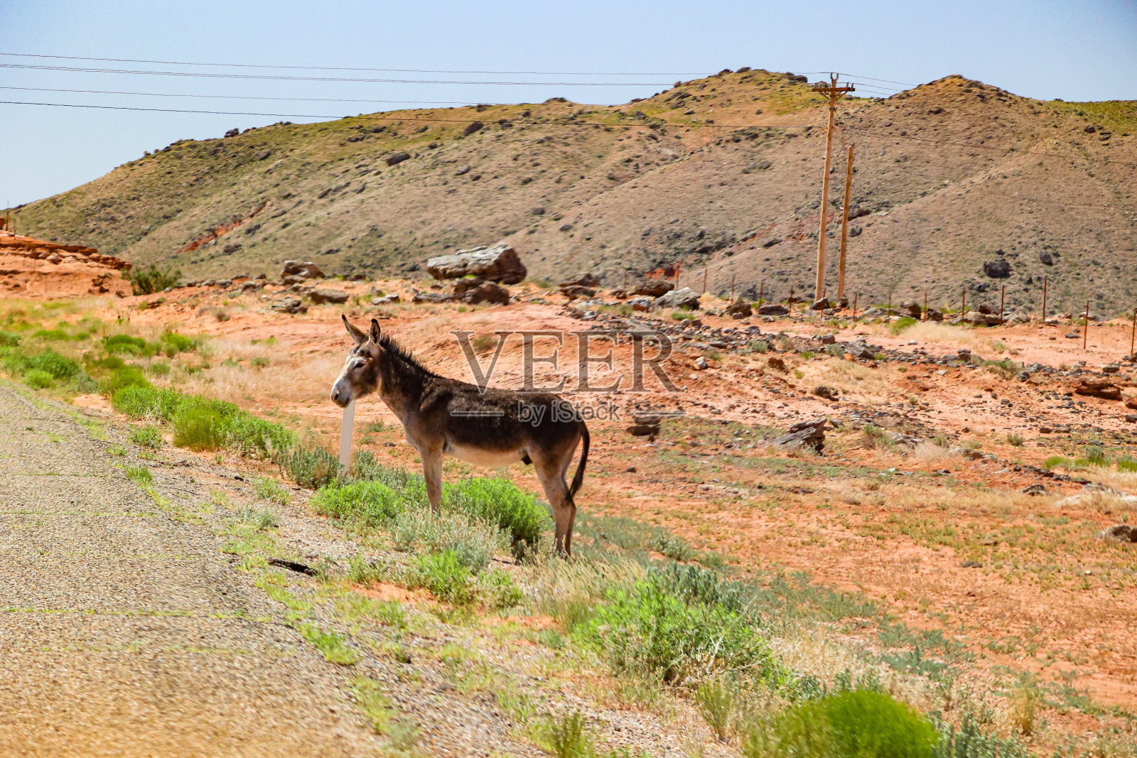 索诺兰沙漠中墨西哥犹他州的野驴照片摄影图片