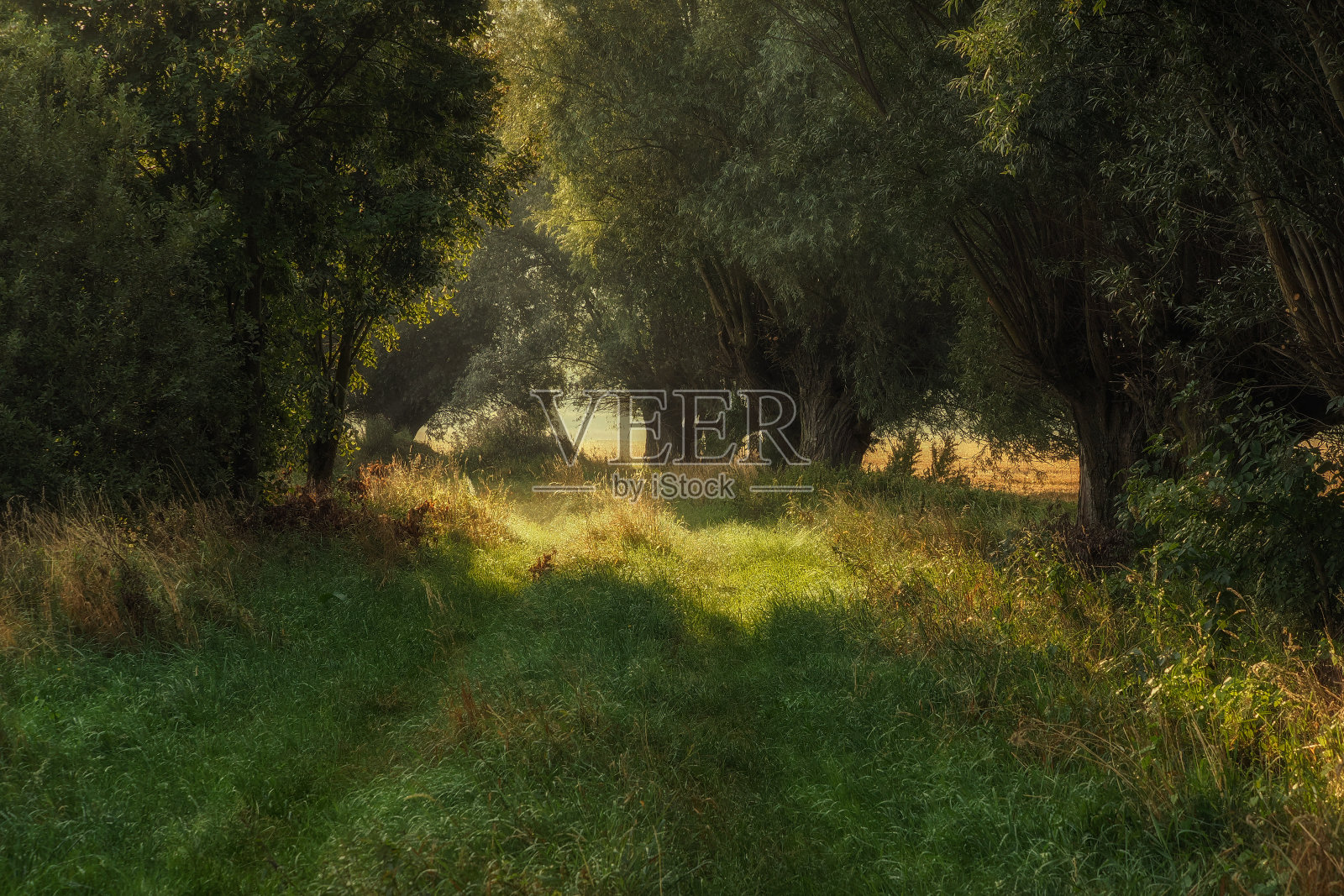 有柳树的土路，Zuławy地理区域，波兰照片摄影图片