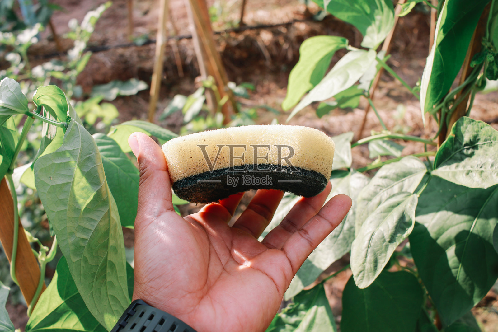 清洁海绵照片摄影图片