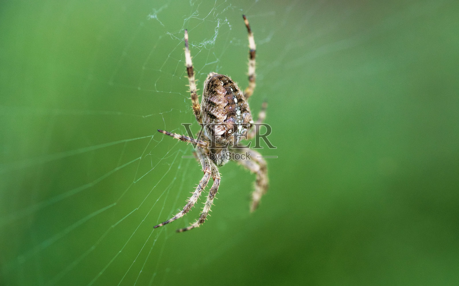 蜘蛛(Araneus diadenatus)照片摄影图片