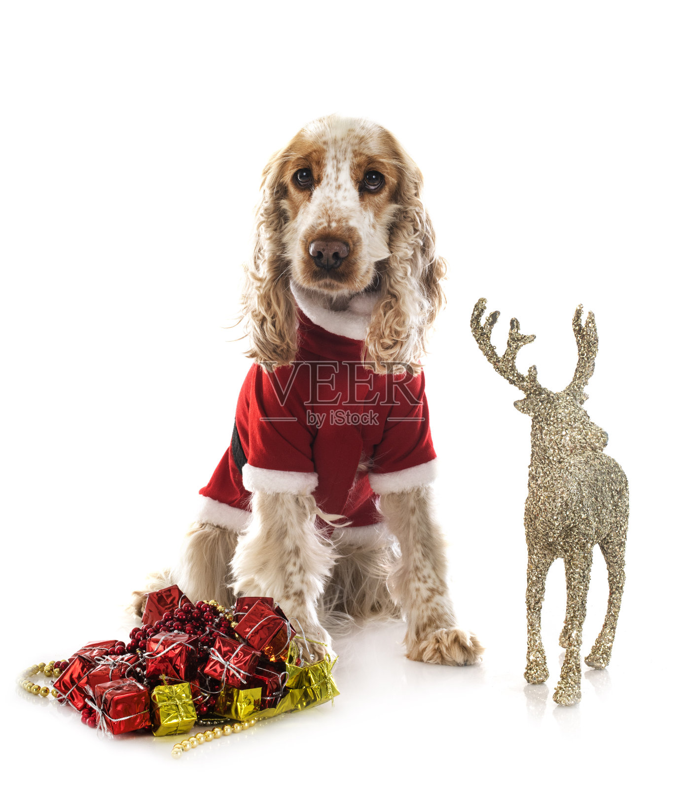 英国可卡犬照片摄影图片