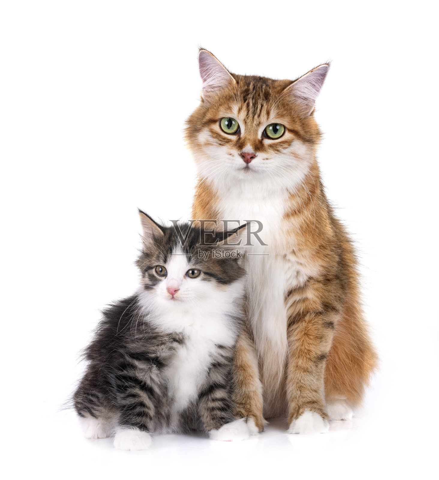 小猫和妈妈千里莲短尾在工作室照片摄影图片