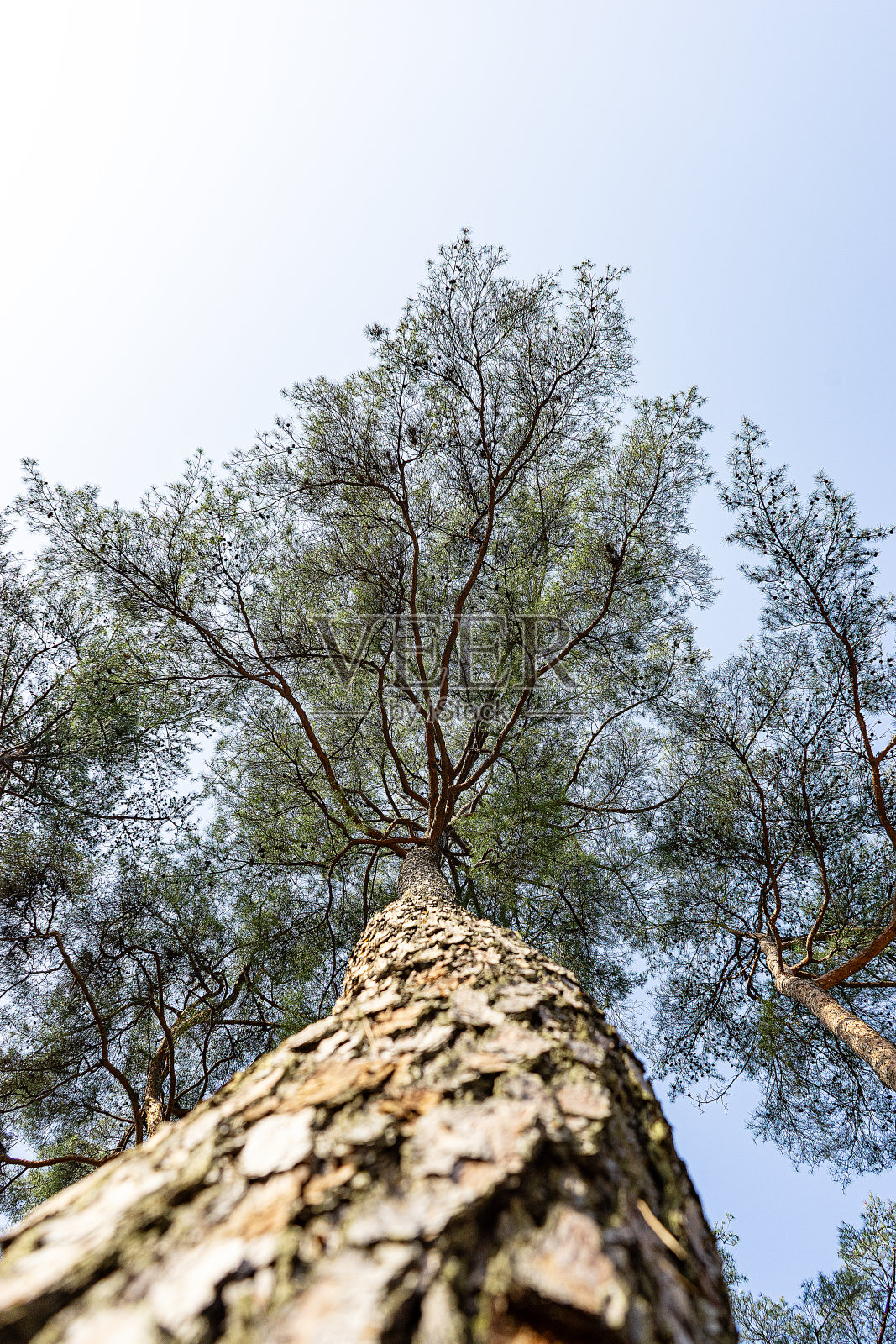 软木照片摄影图片