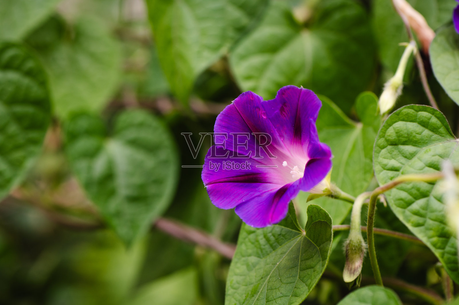 紫花花园背景照片摄影图片