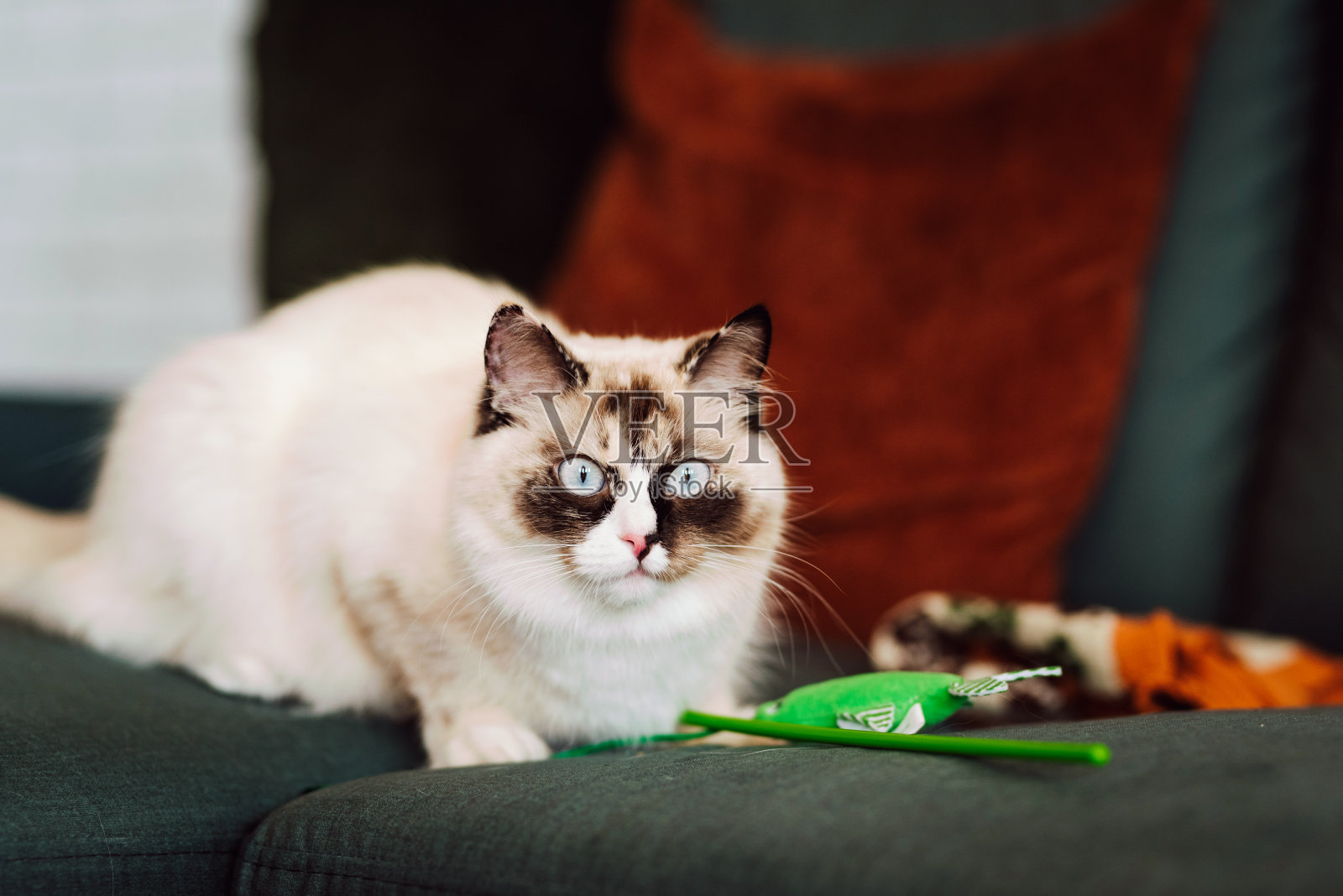 年轻漂亮的纯种布娃娃猫在家里照片摄影图片