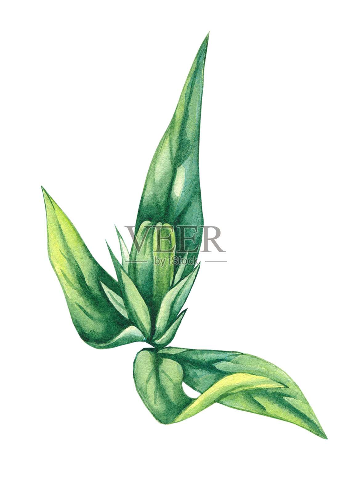 手绘水彩画菊苣花插画图片素材