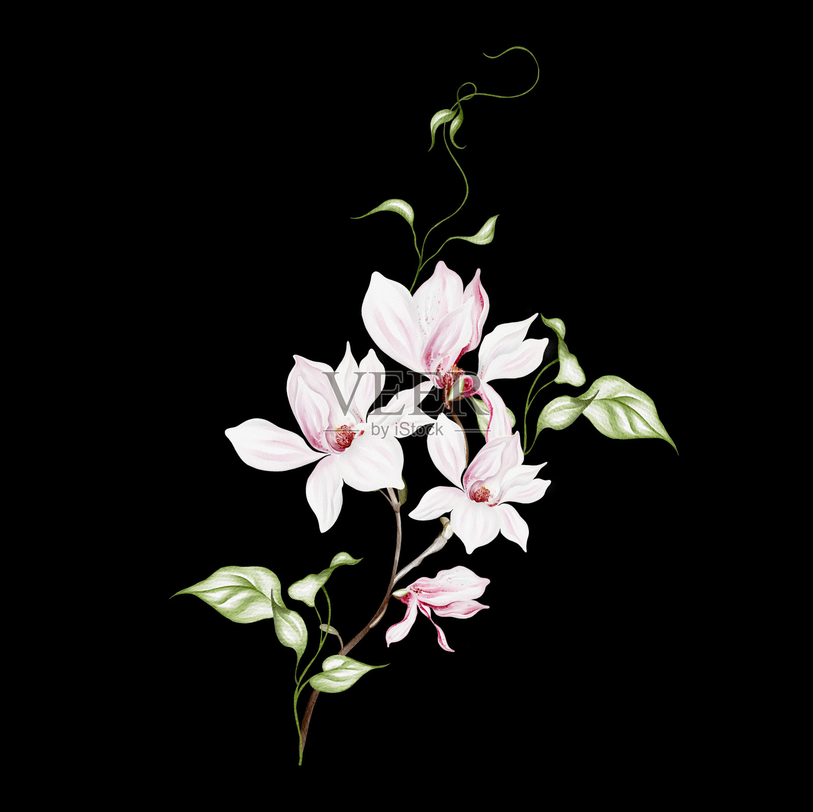 水彩婚礼白玉兰花束。插画图片素材