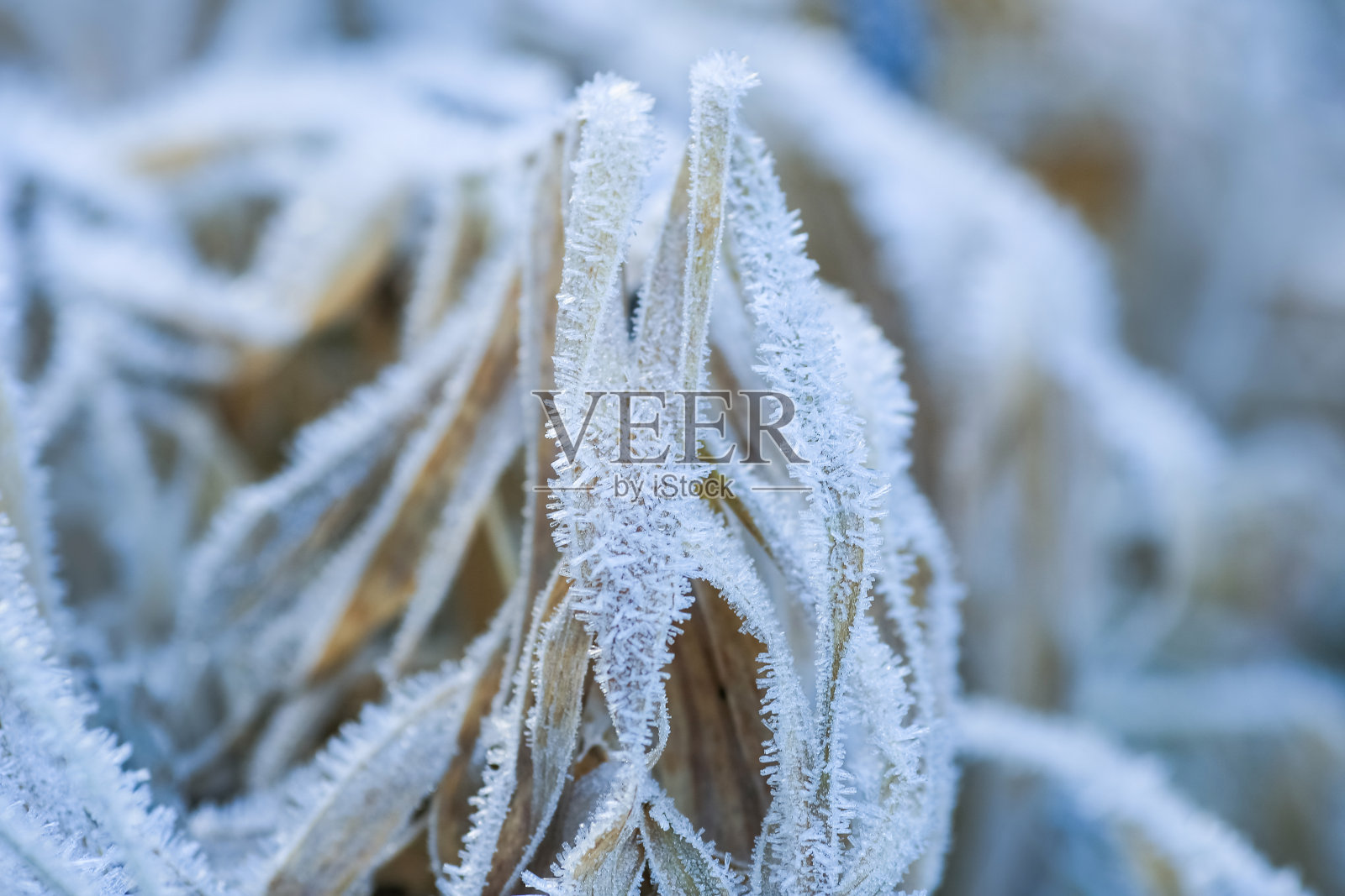 秋天植物上结霜照片摄影图片