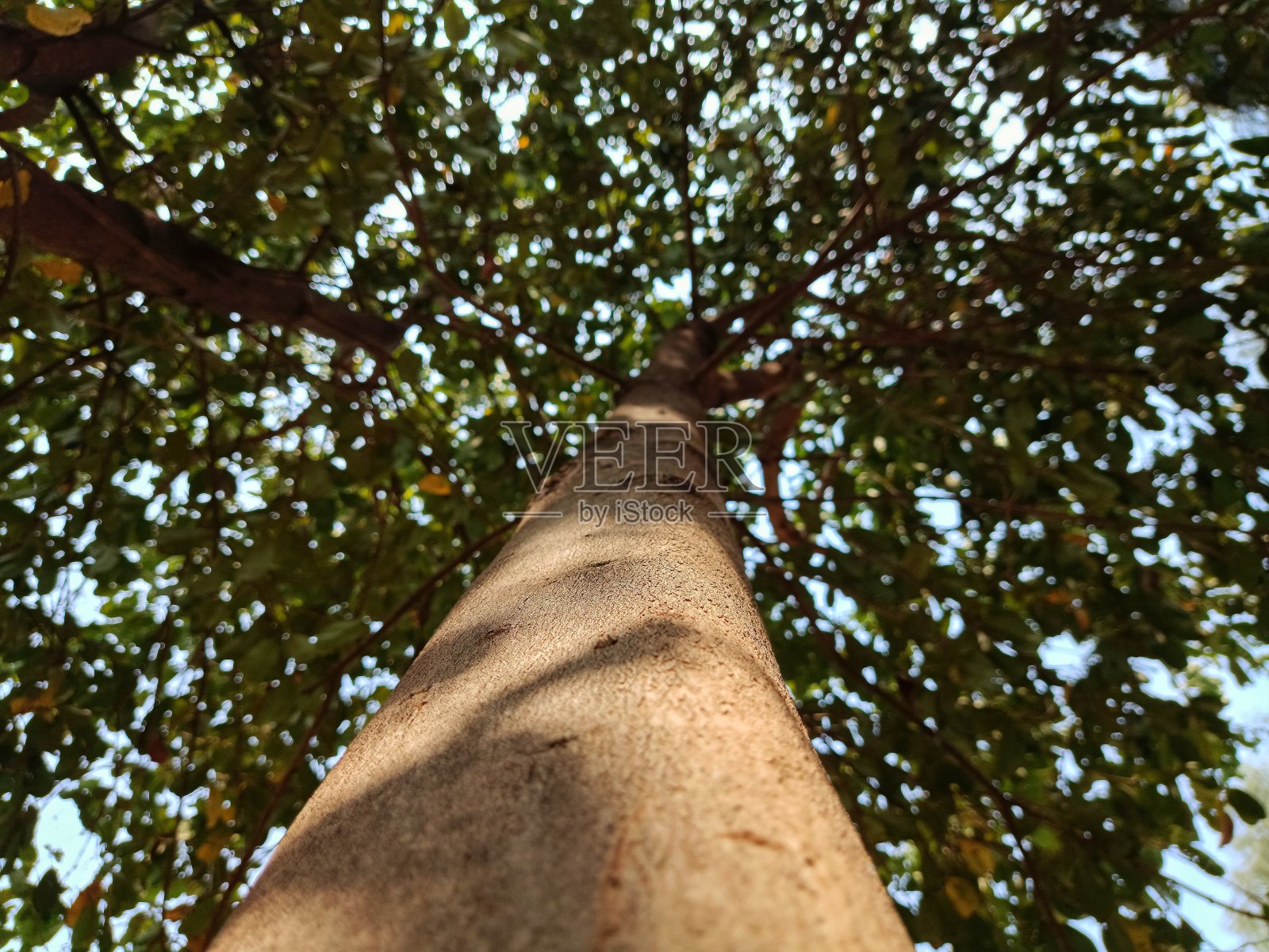 下午操场上树阴的照片照片摄影图片