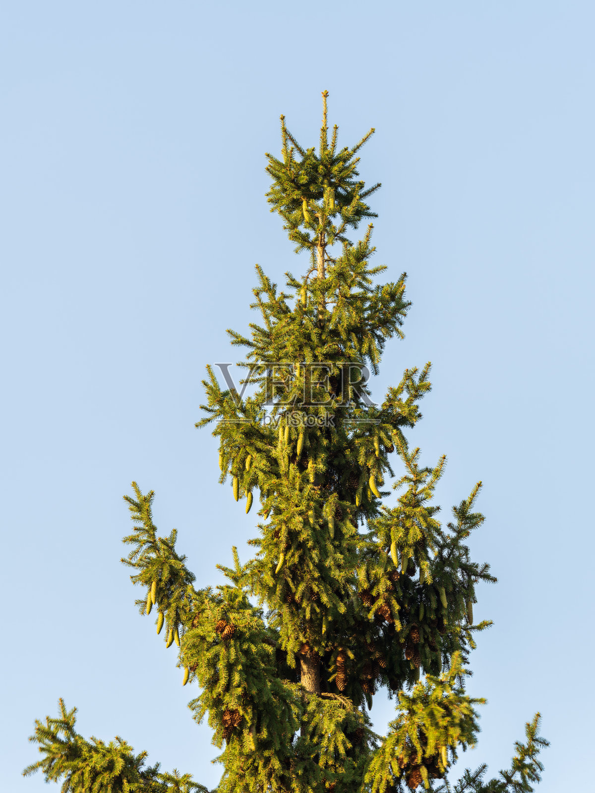 秋天的绿色云杉树枝上有针和球果。照片摄影图片