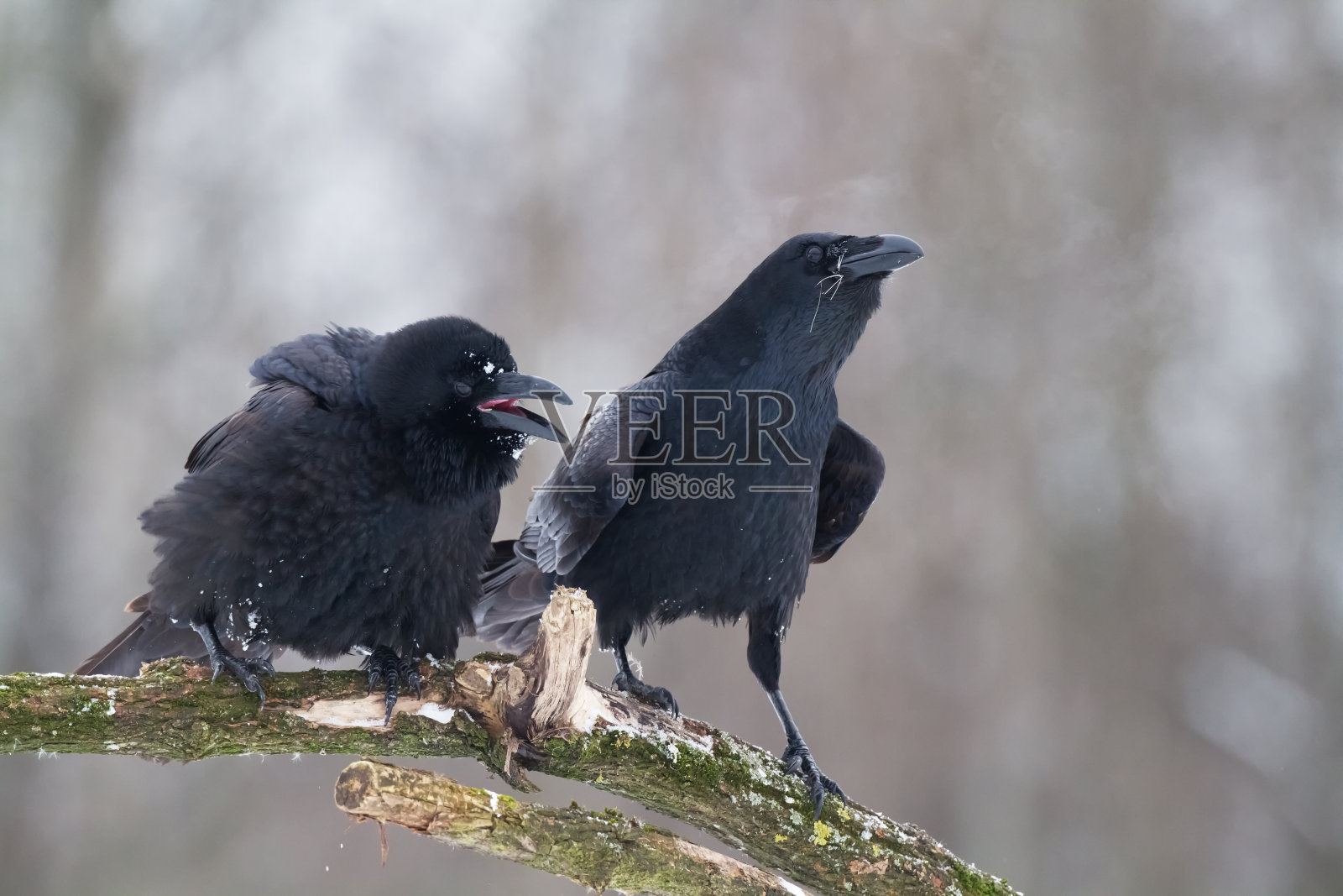 一种美丽的乌鸦鸦科拉克斯，鸟类北波兰欧洲照片摄影图片