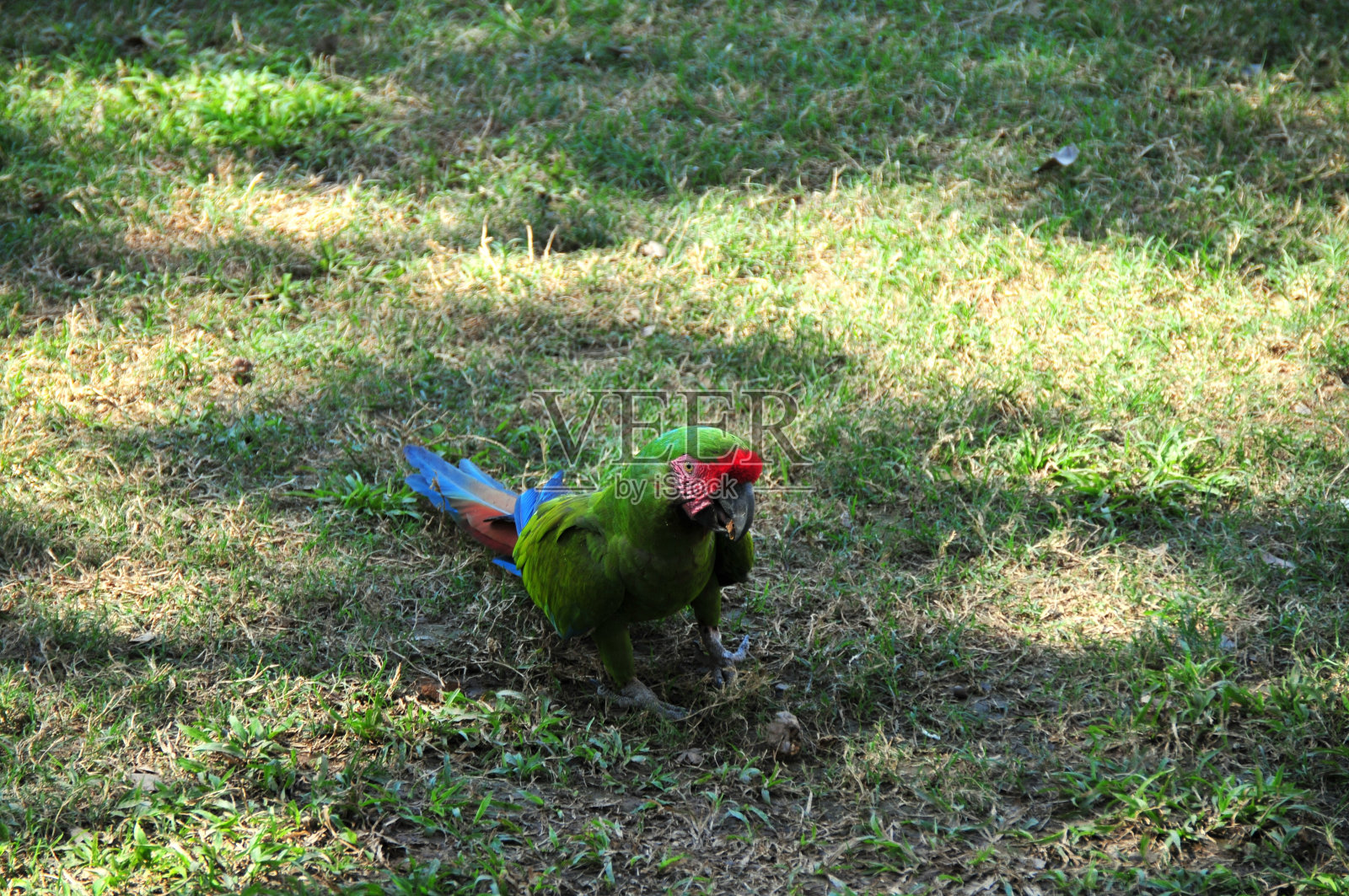 鹦鹉照片摄影图片