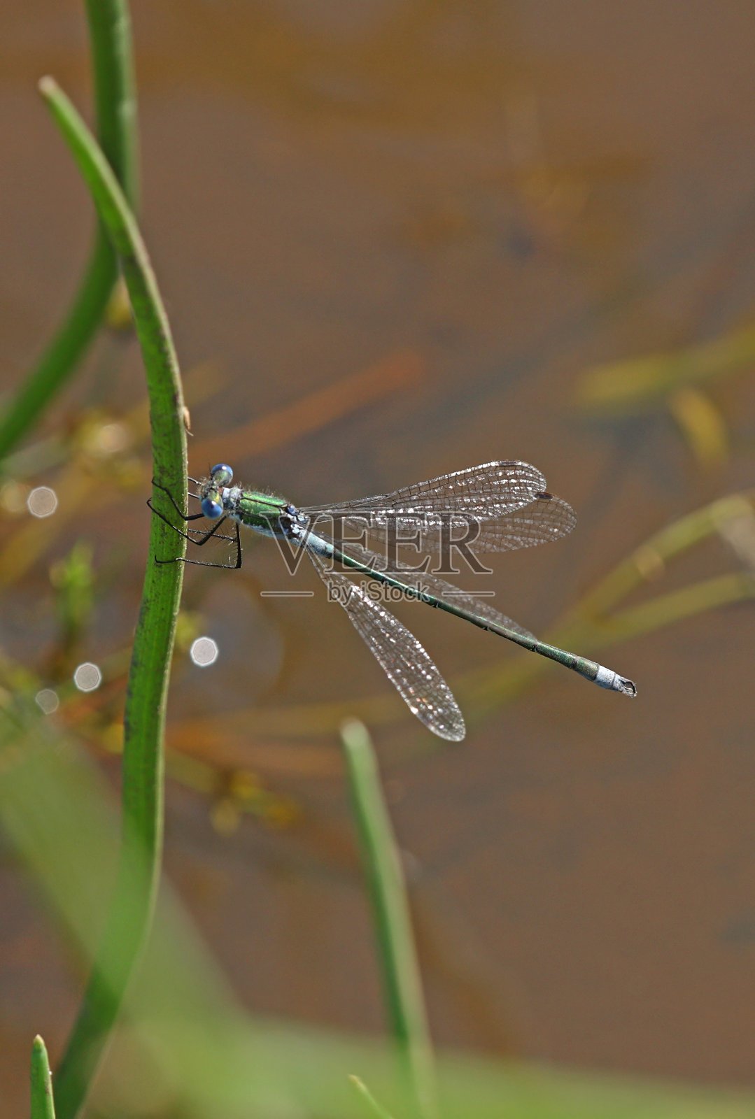翠蟌照片摄影图片