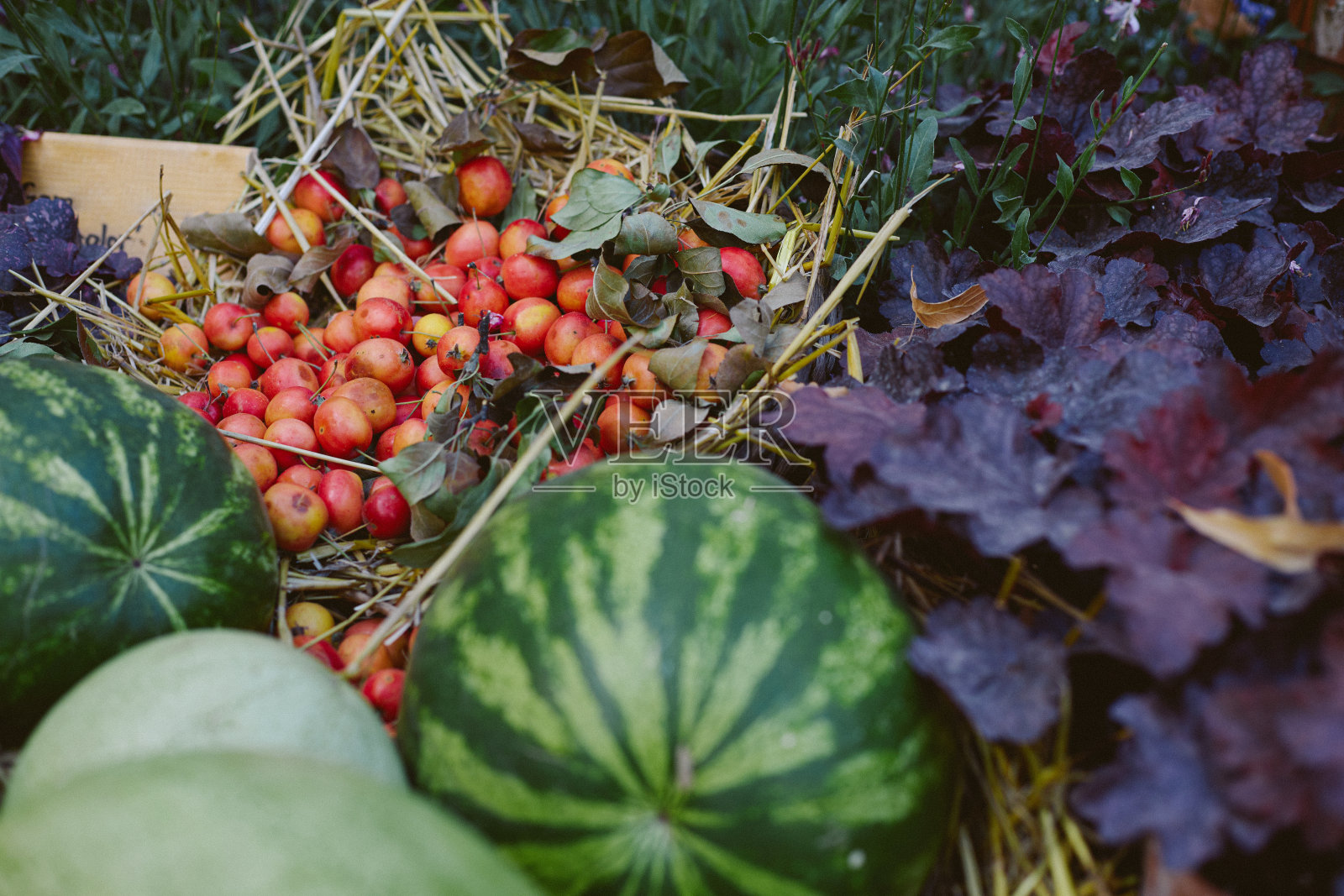 俯视图，秋天构图与静物的收获，西瓜，小苹果照片摄影图片