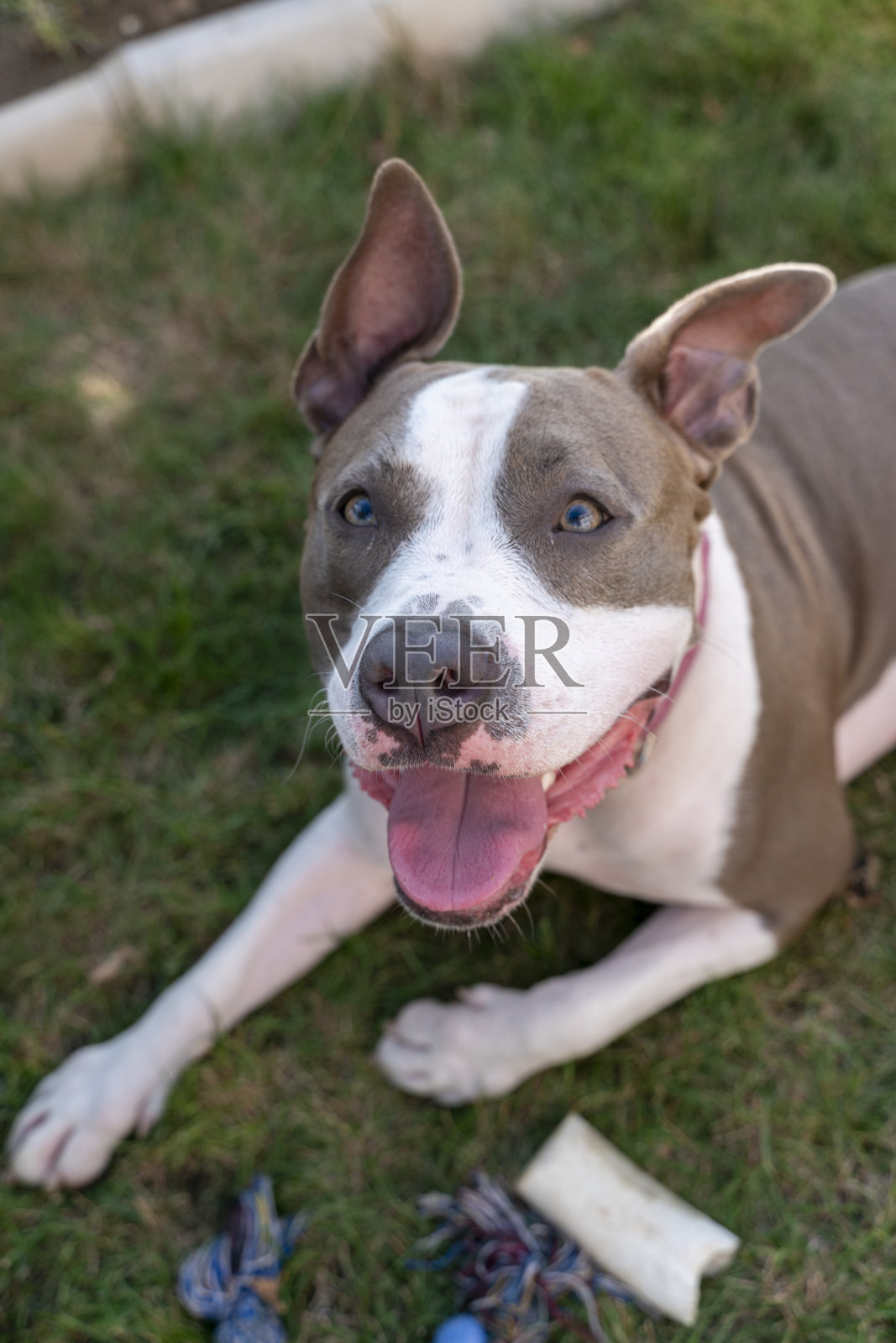 蓝眼睛的小猎犬照片摄影图片