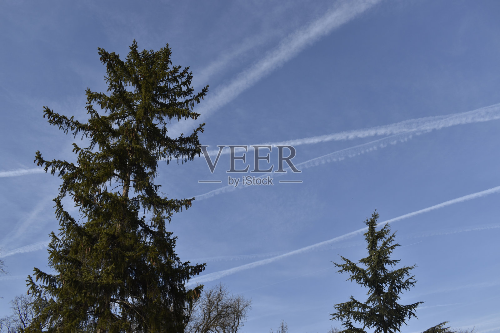 冷杉树和五颜六色的天空照片摄影图片