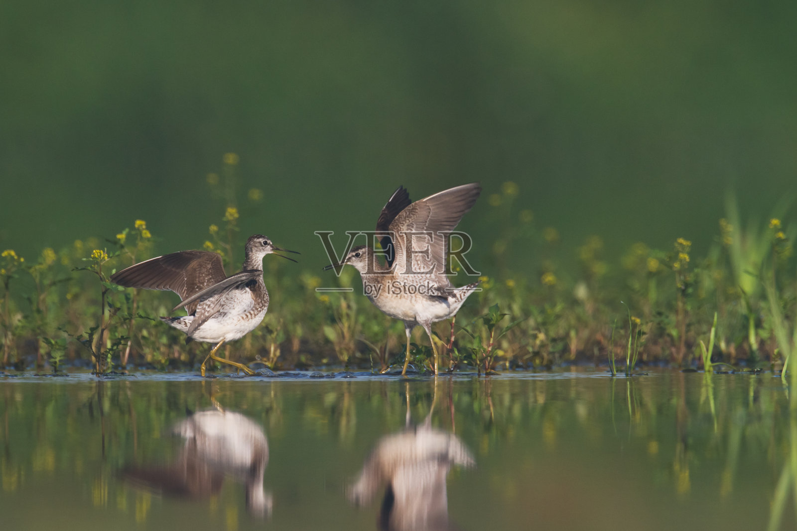 滨鸟-木矶鹬，野生动物波兰，欧洲照片摄影图片