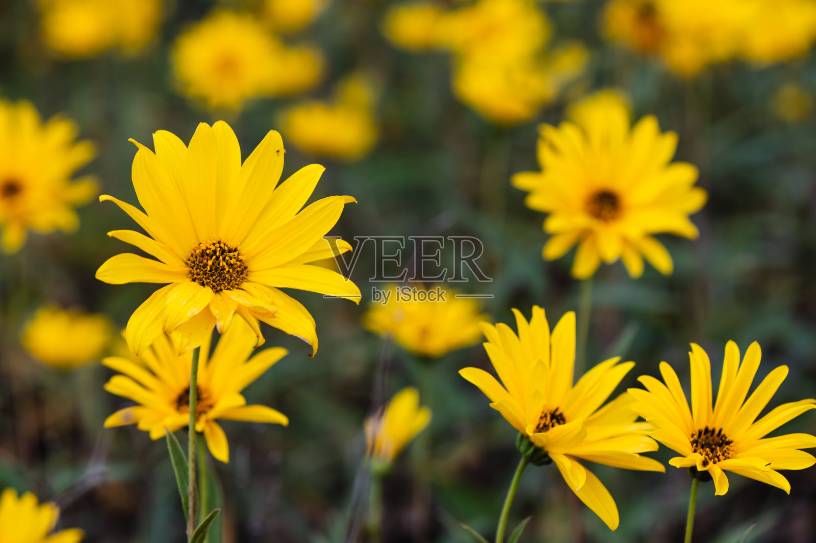 黄花花园背景照片摄影图片