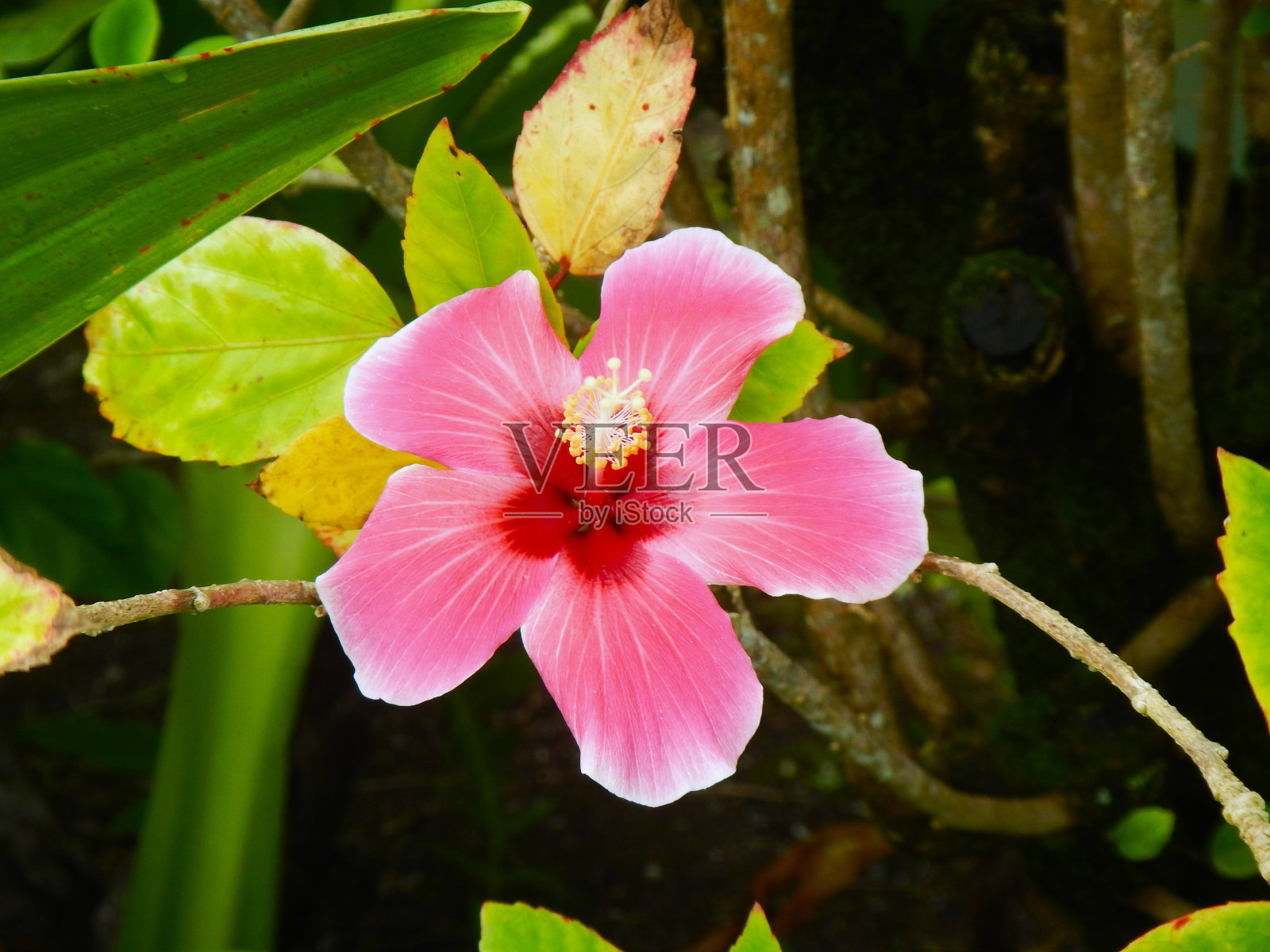 毛伊岛的花照片摄影图片