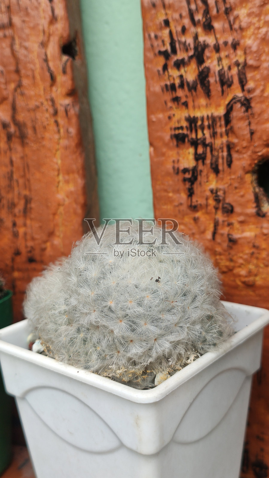 用于室内装饰和健康的小仙人掌照片摄影图片