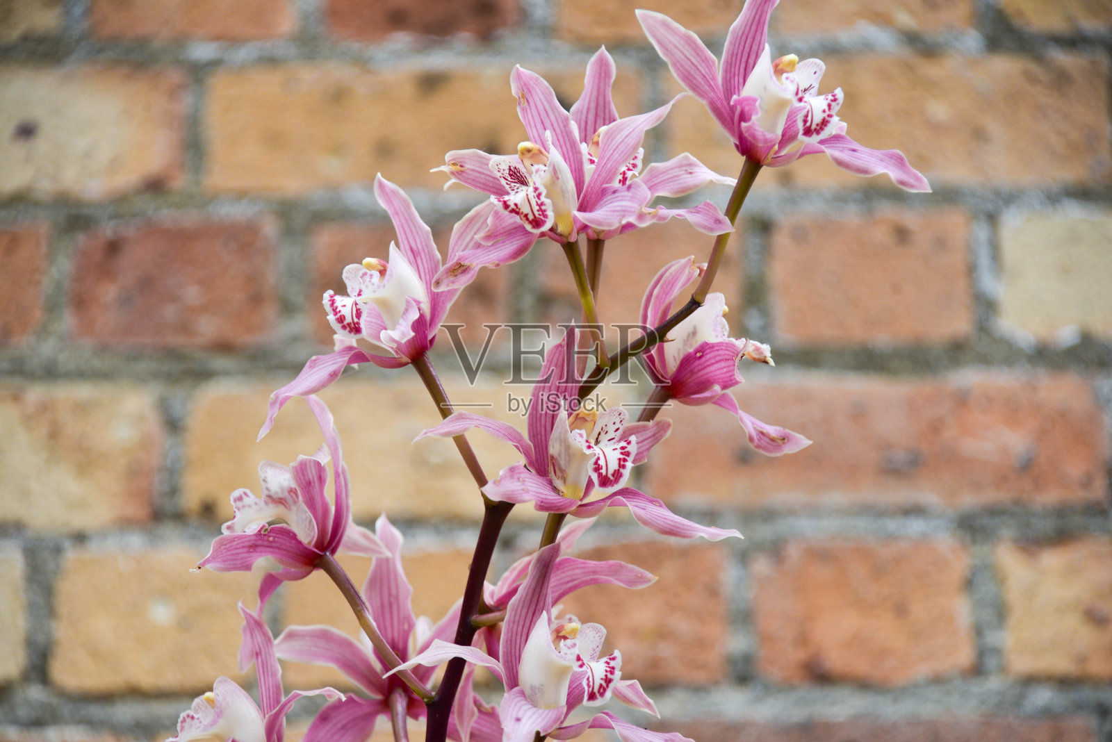 奥克兰领地冬季花园照片摄影图片