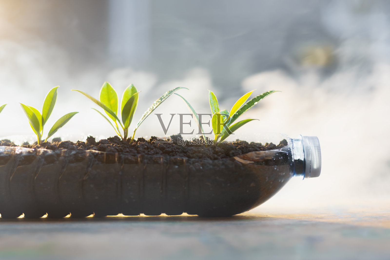 在塑料瓶里的幼苗。回收利用，减少废物至零。环境与污染概念照片摄影图片