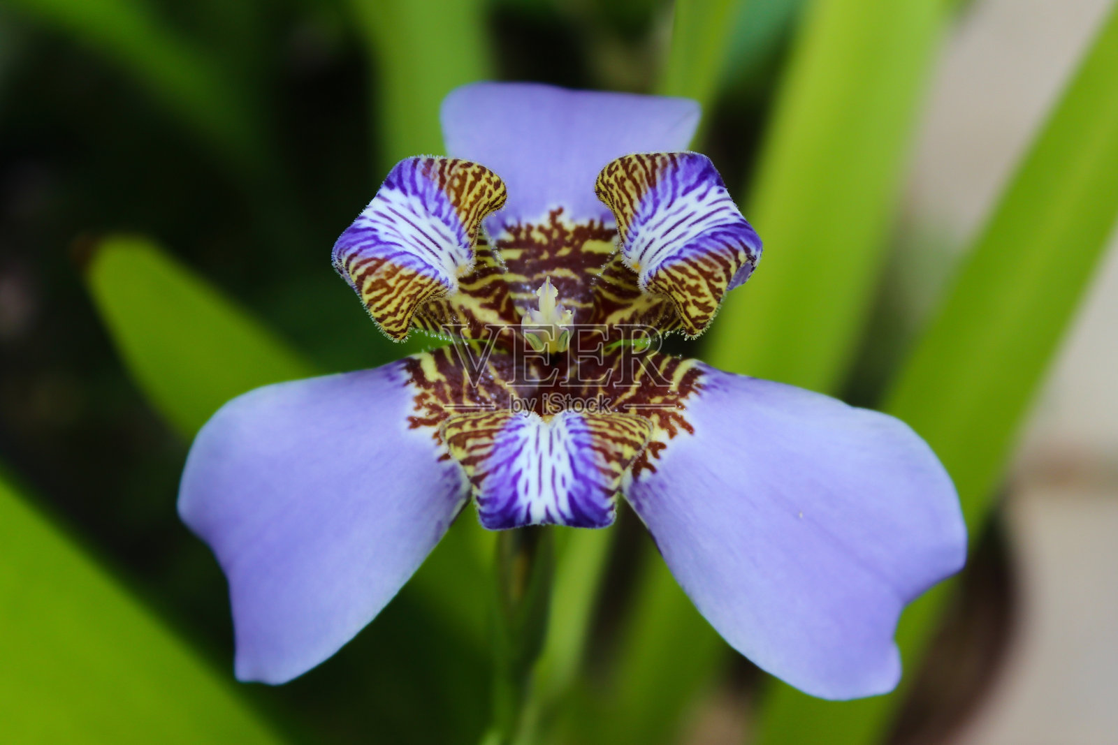 开花的三叶草植物，被称为海滩鸢尾，紫百合或假鸢尾。照片摄影图片
