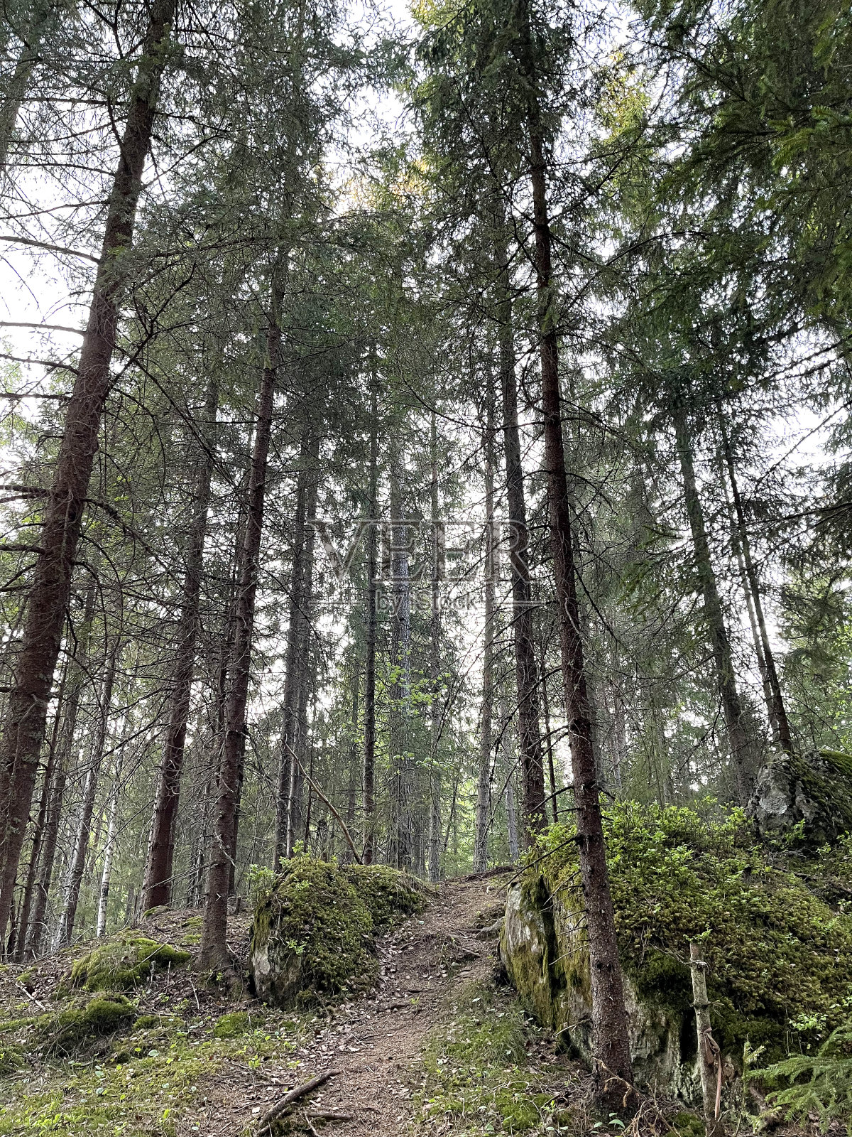 一条小路和高大的树木。照片摄影图片